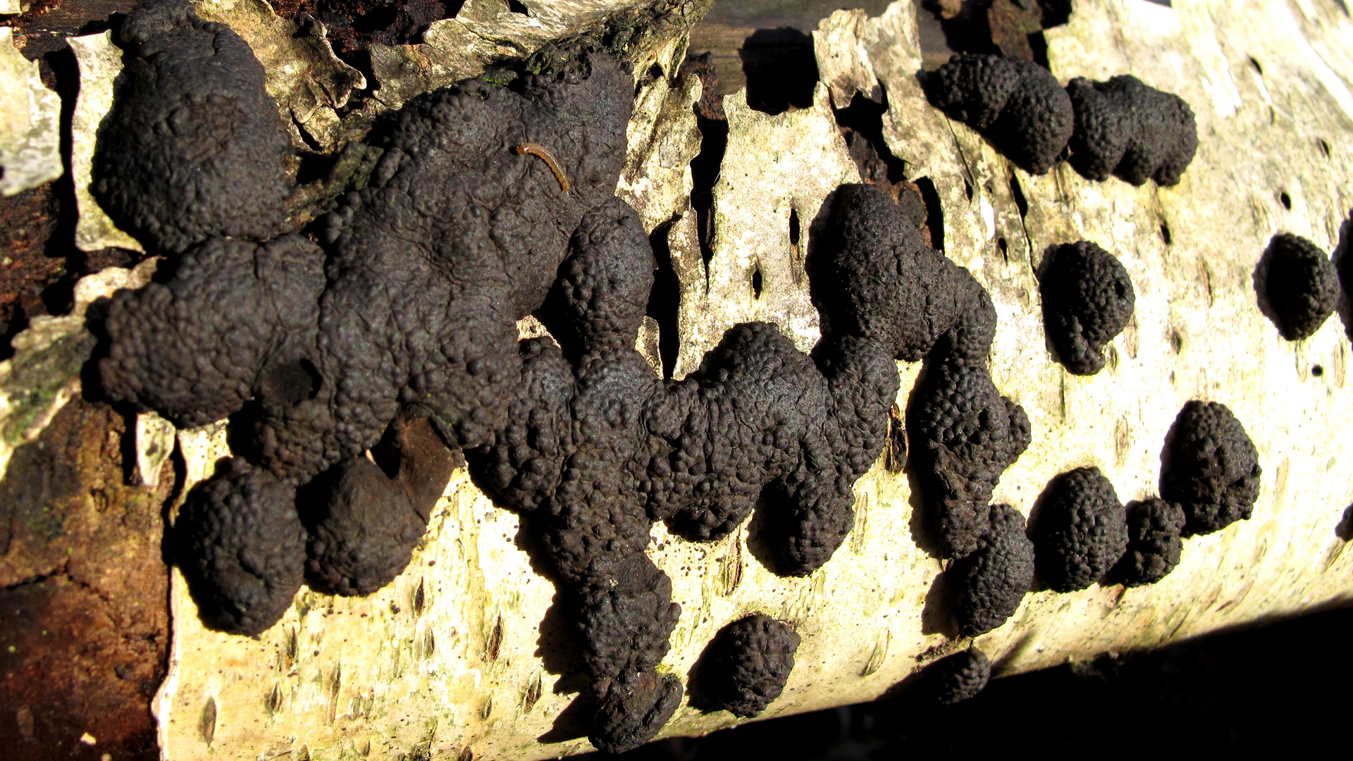 Hypoxylon multiforme