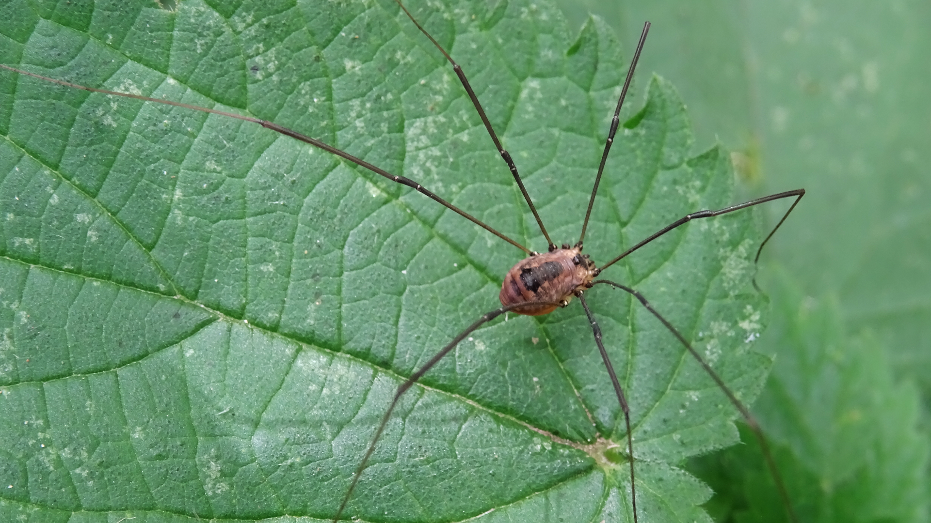 Harvestman