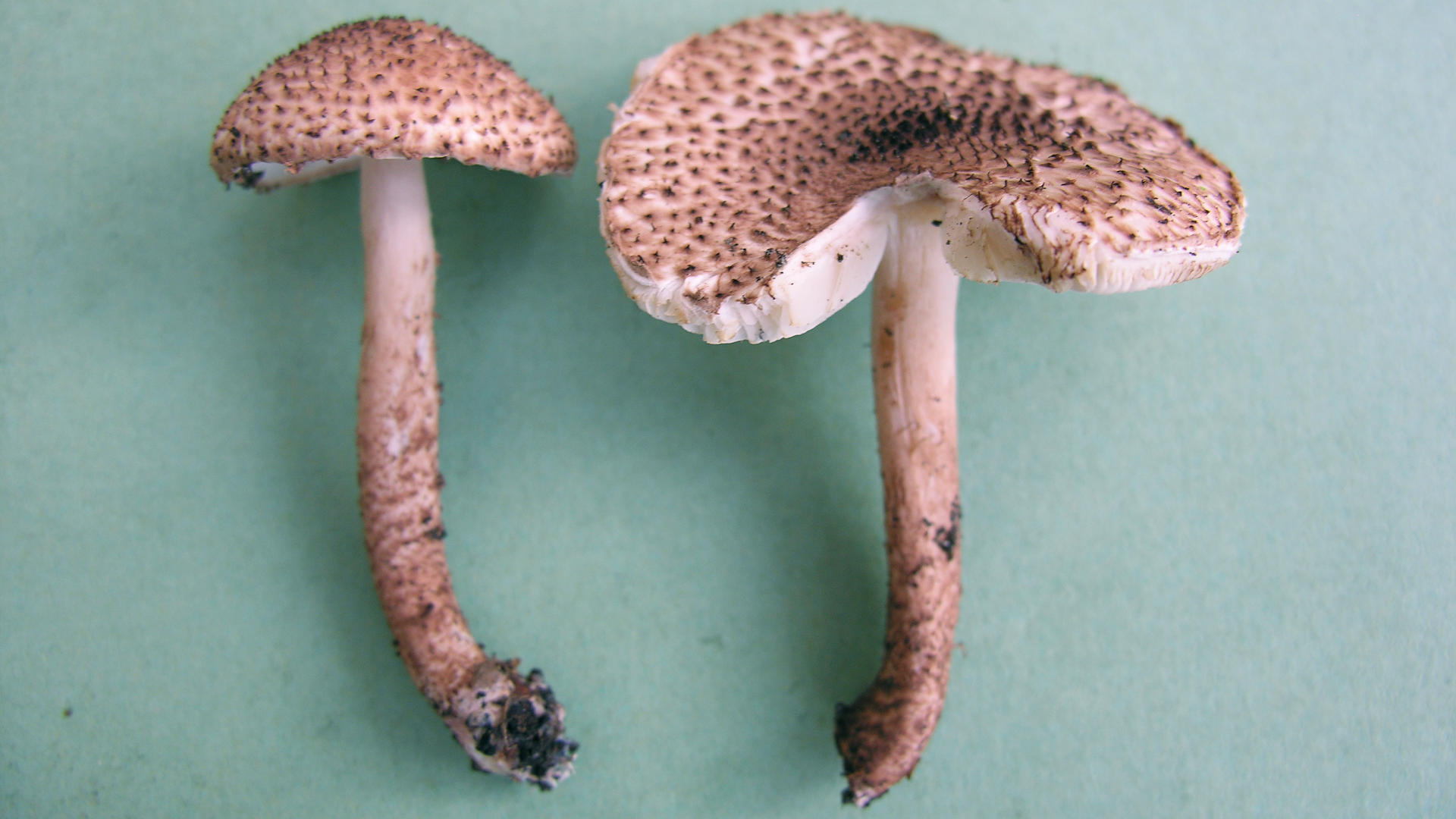 Lepiota hystrix