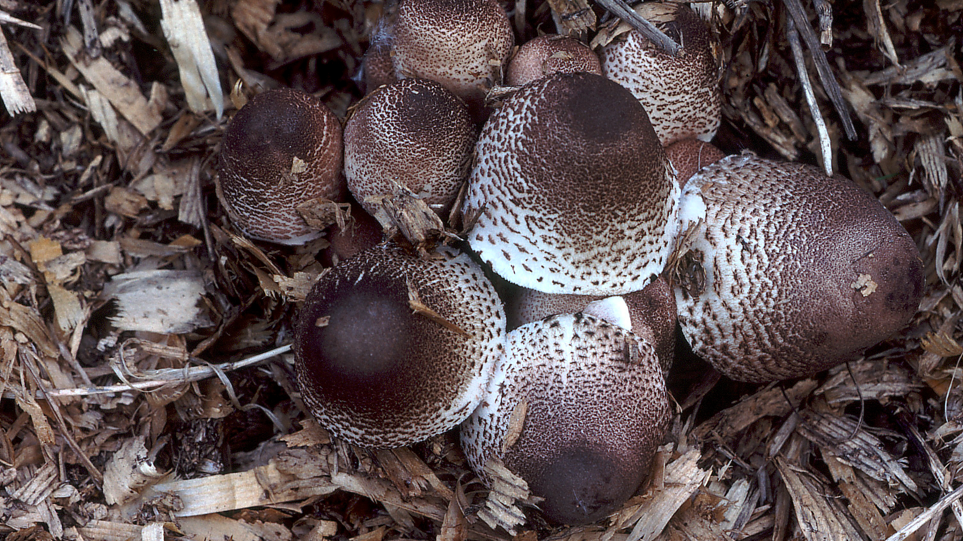 Leucoagaricus meleagris 