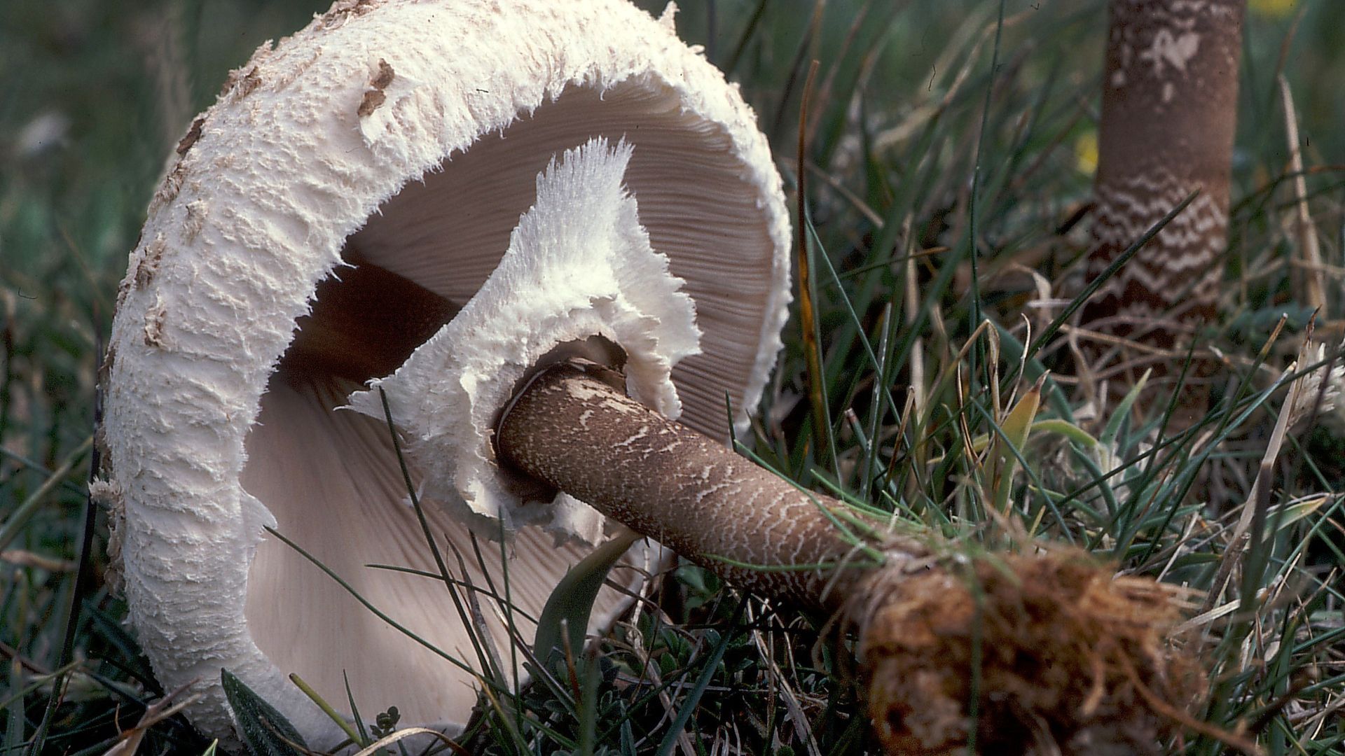 Macrolepiota rhacodes