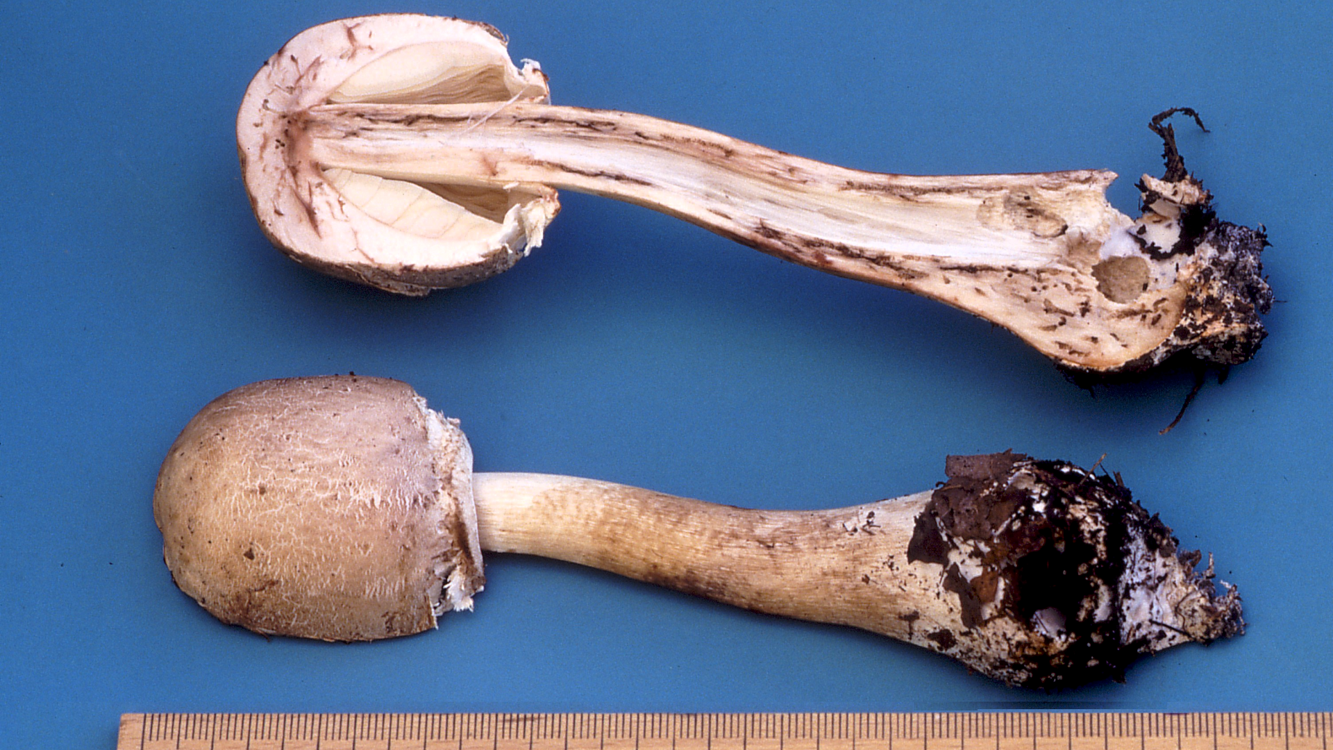 Macrolepiota rhacodes