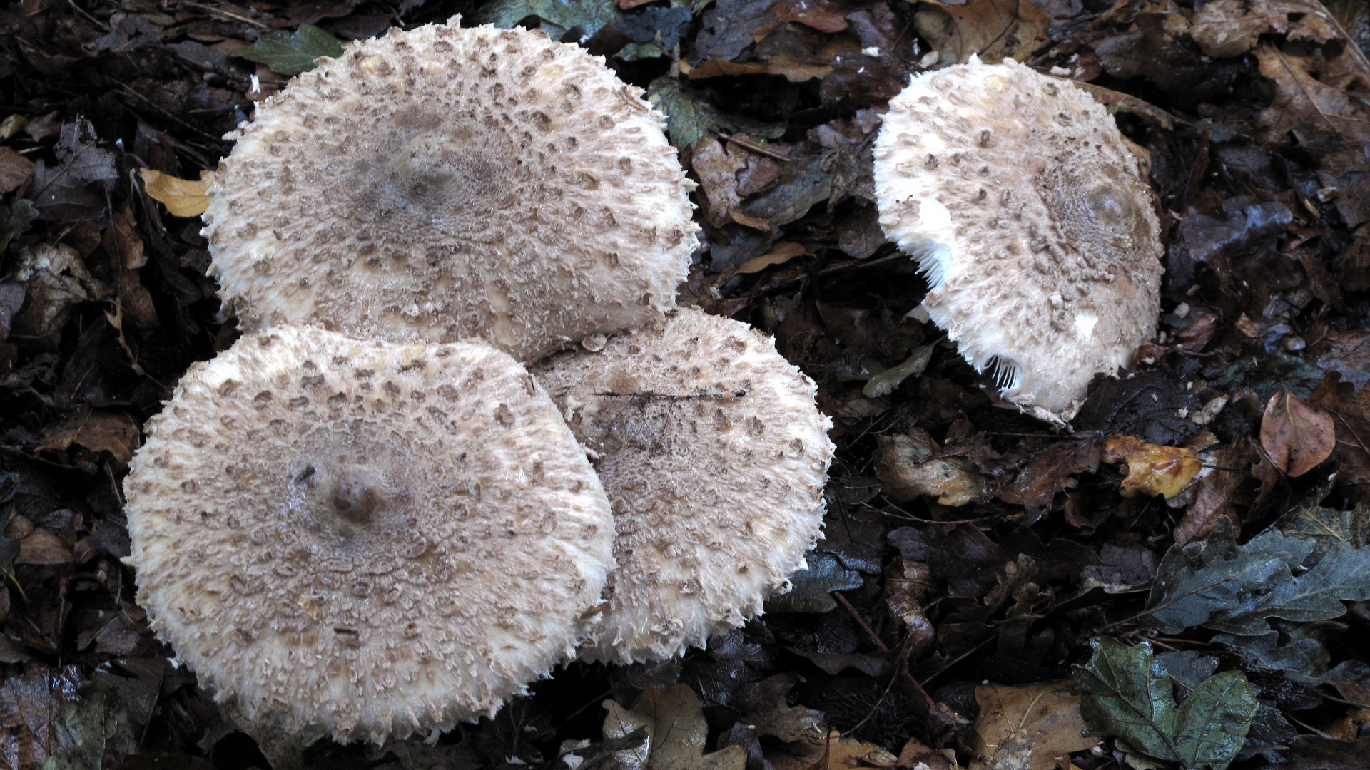 Macrolepiota rhacodes