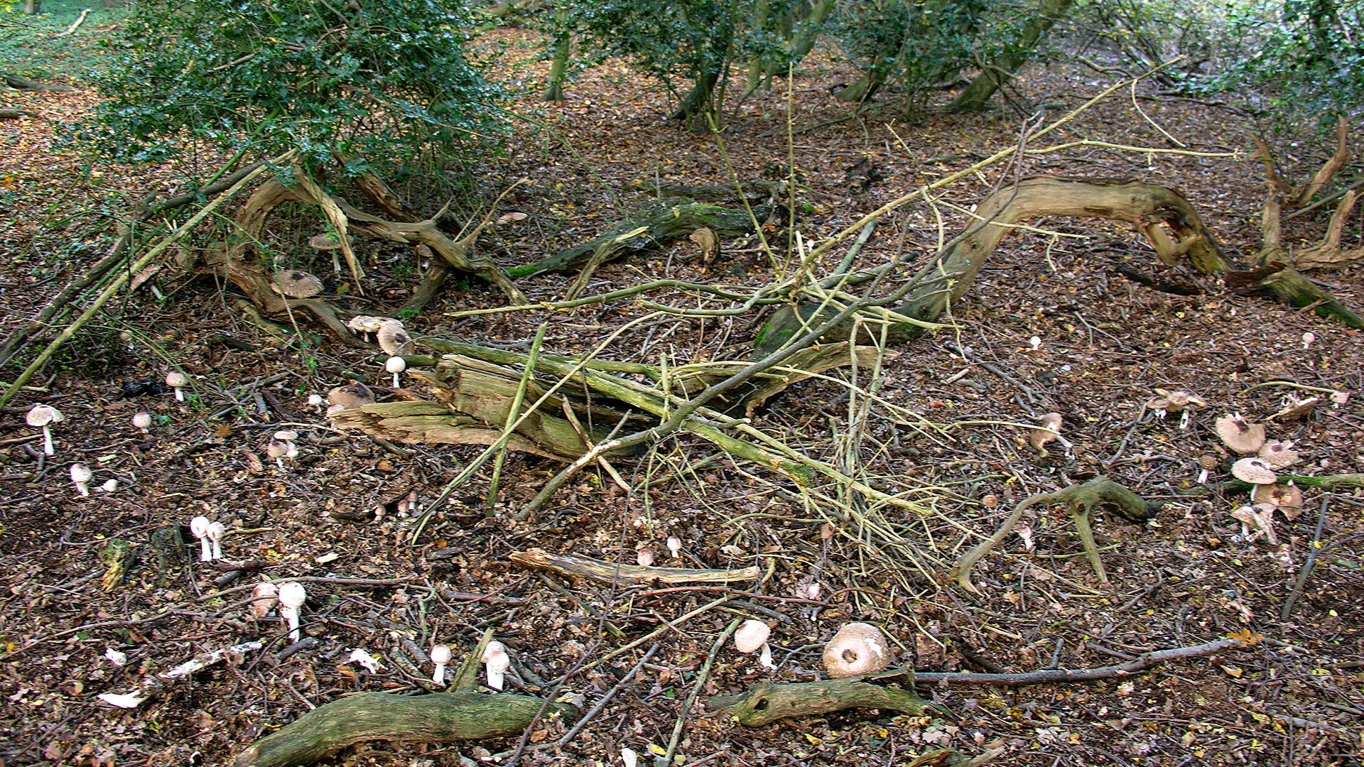 Macrolepiota rhacodes