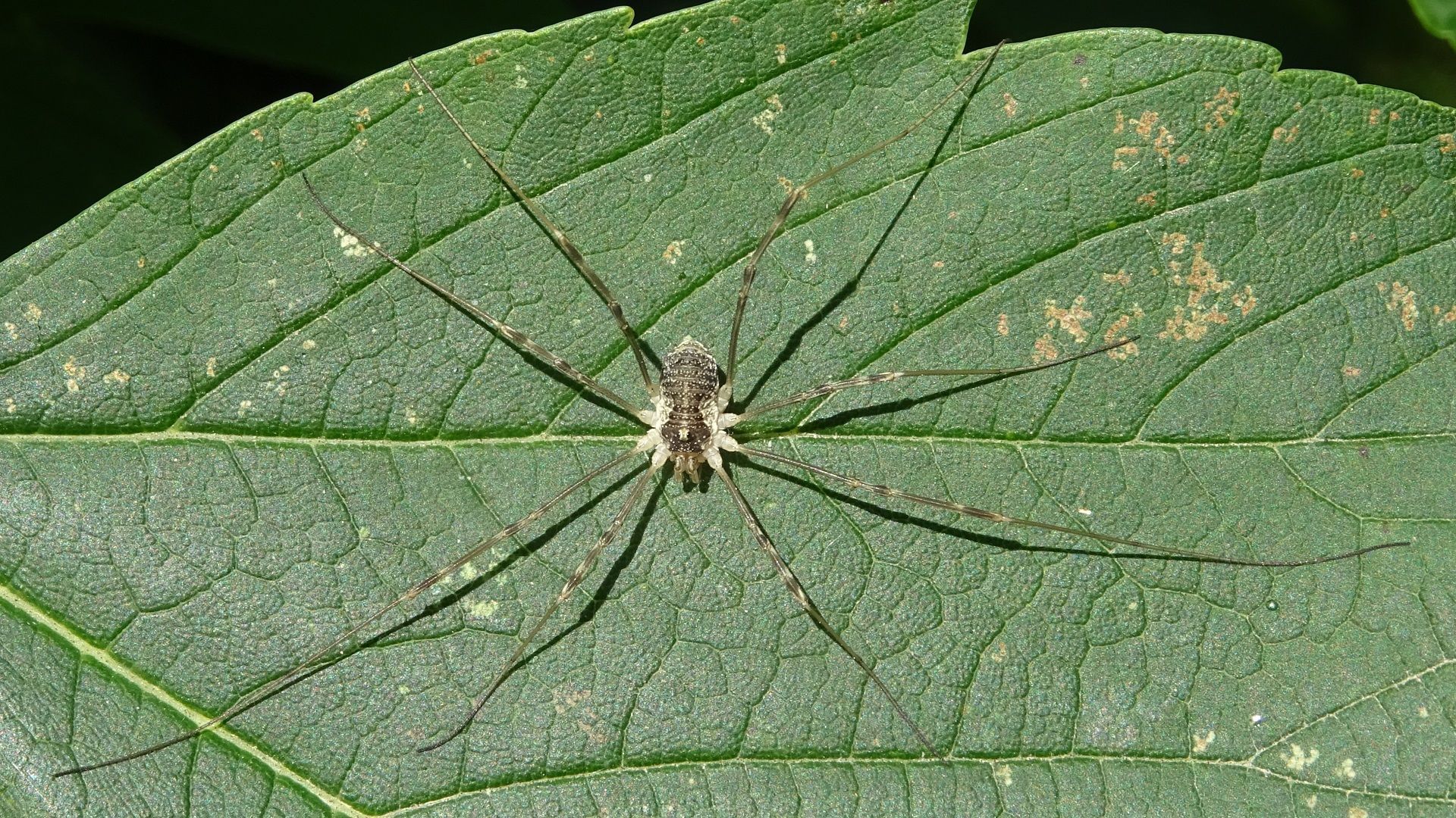 Harvestman