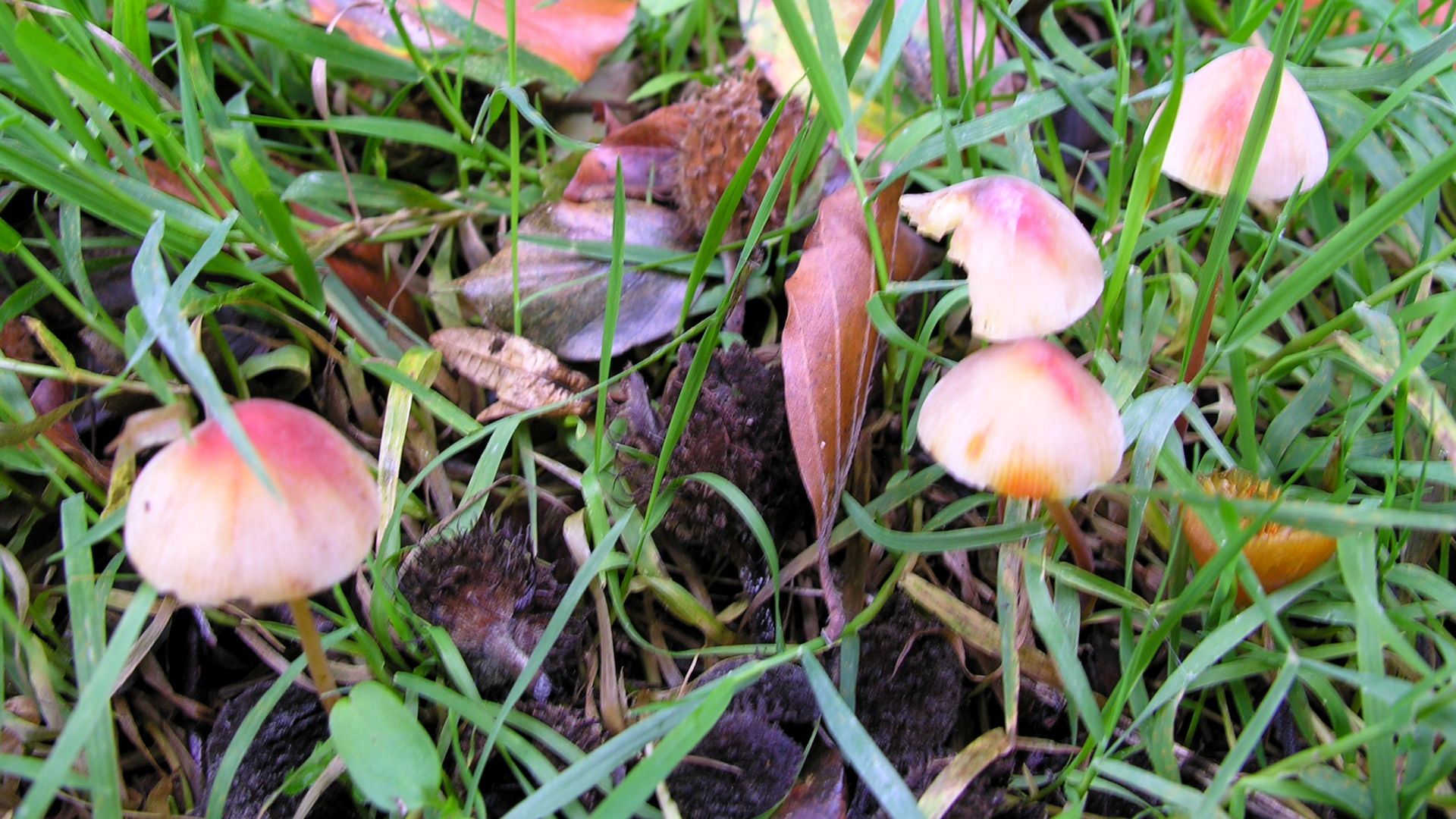 Mycena crocata