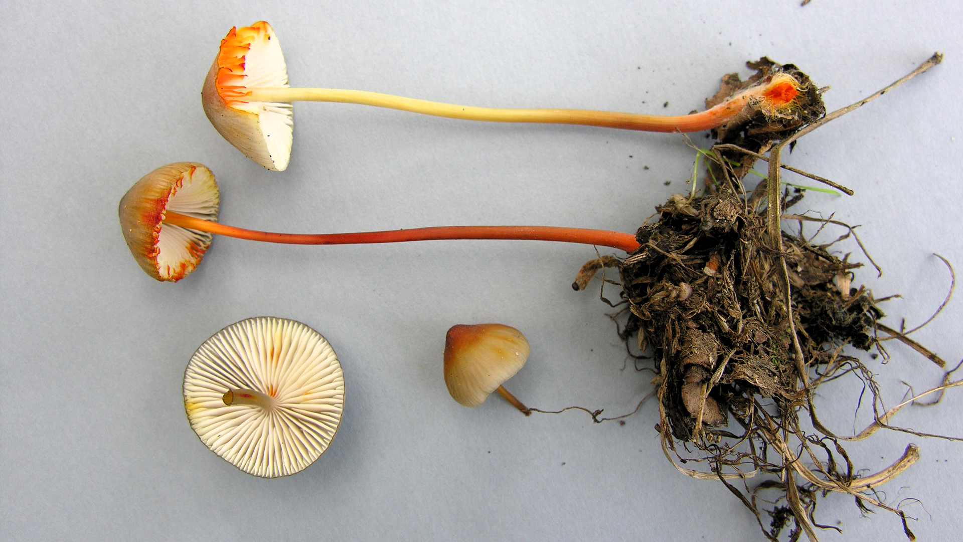 Mycena crocata