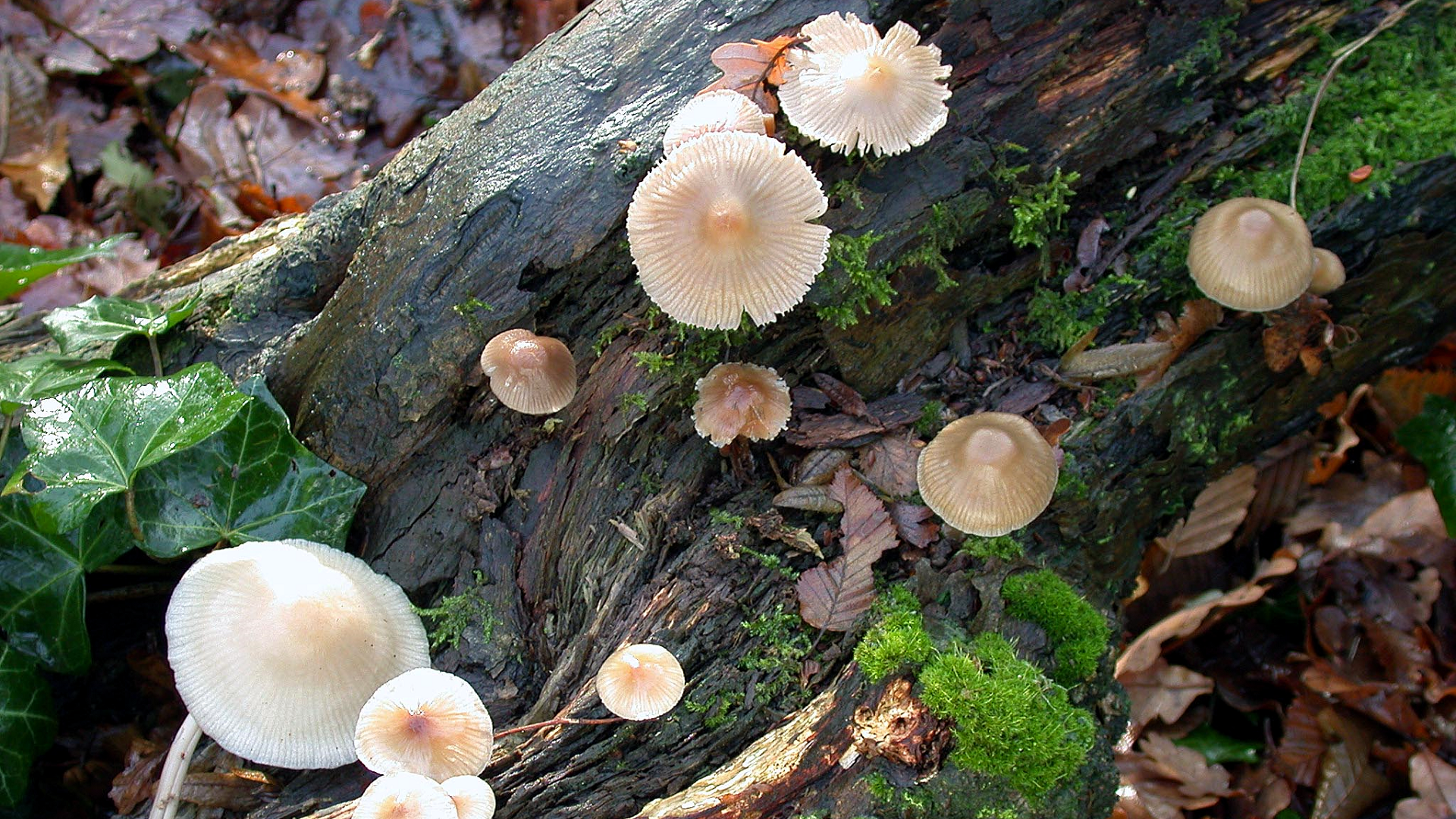 Mycena galericulata