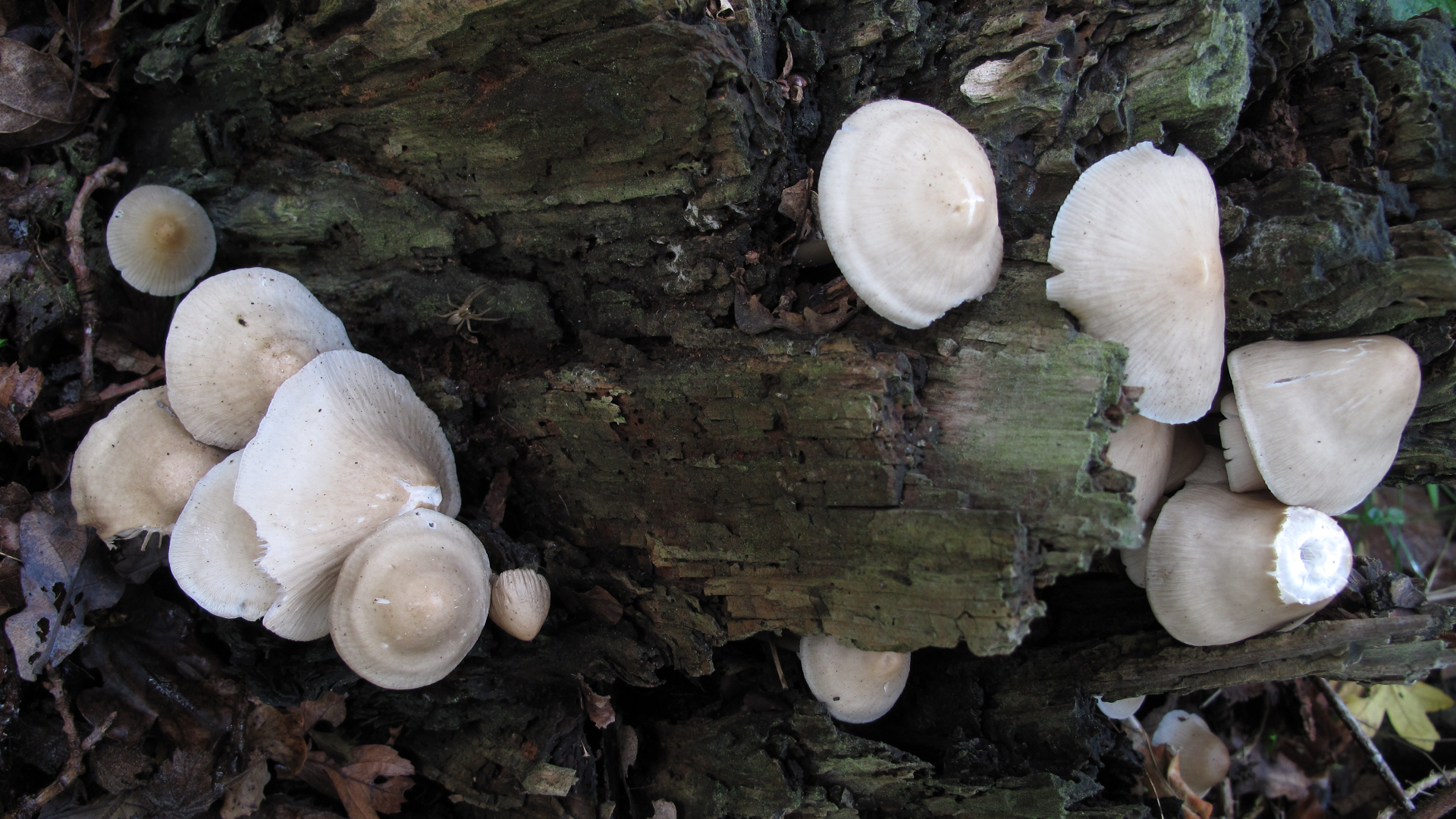 Mycena galericulata