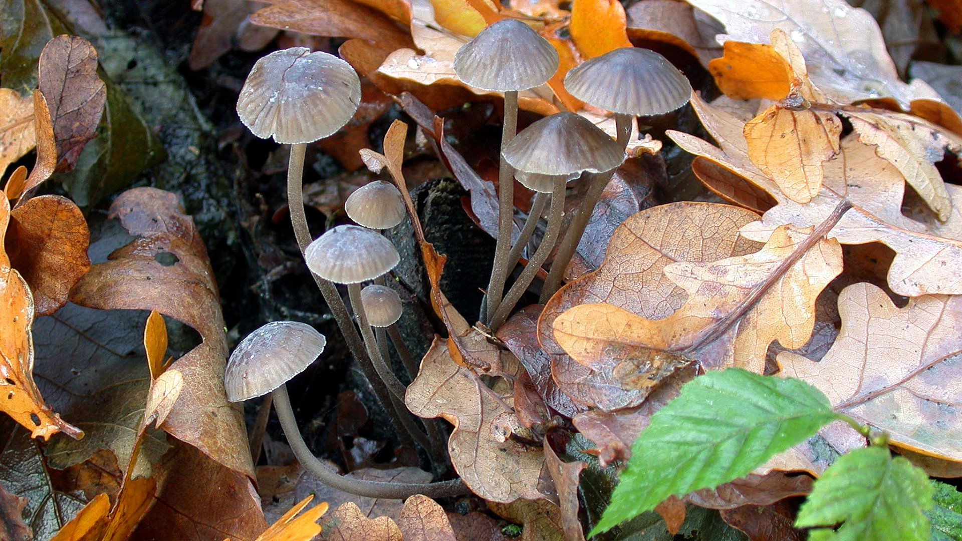 Mycena galopus