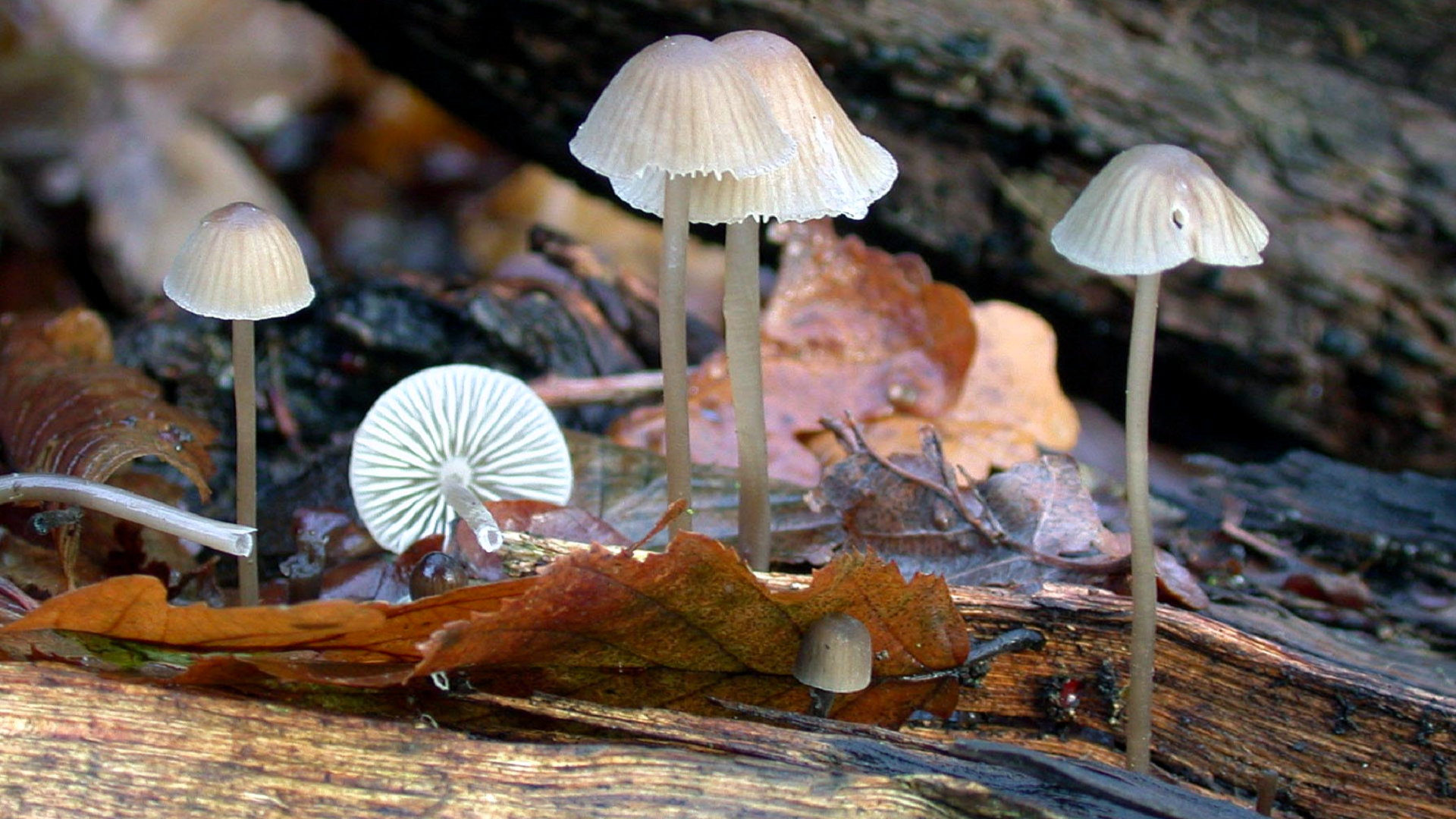 Mycena galopus