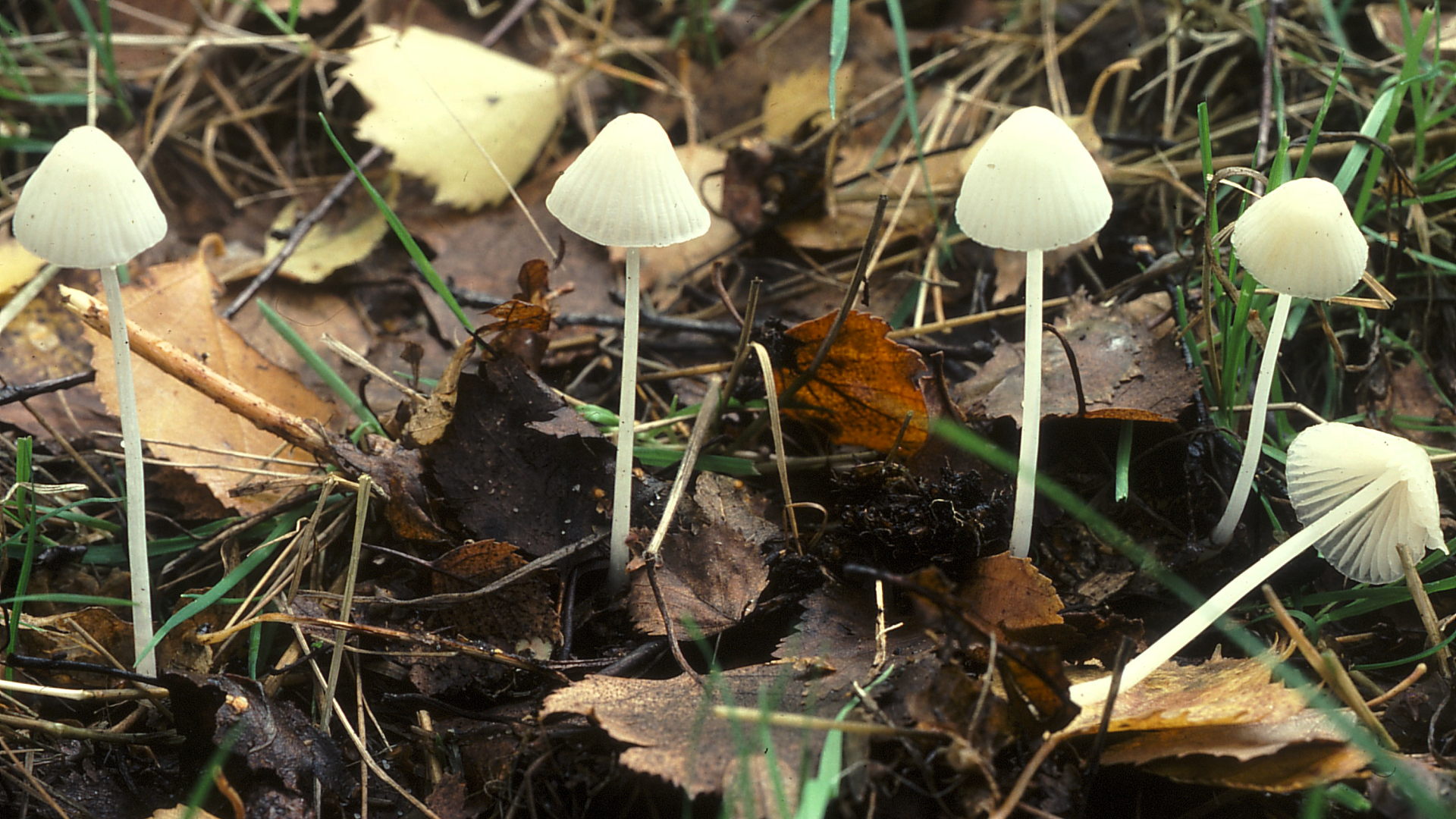 Mycena galopus var. candida