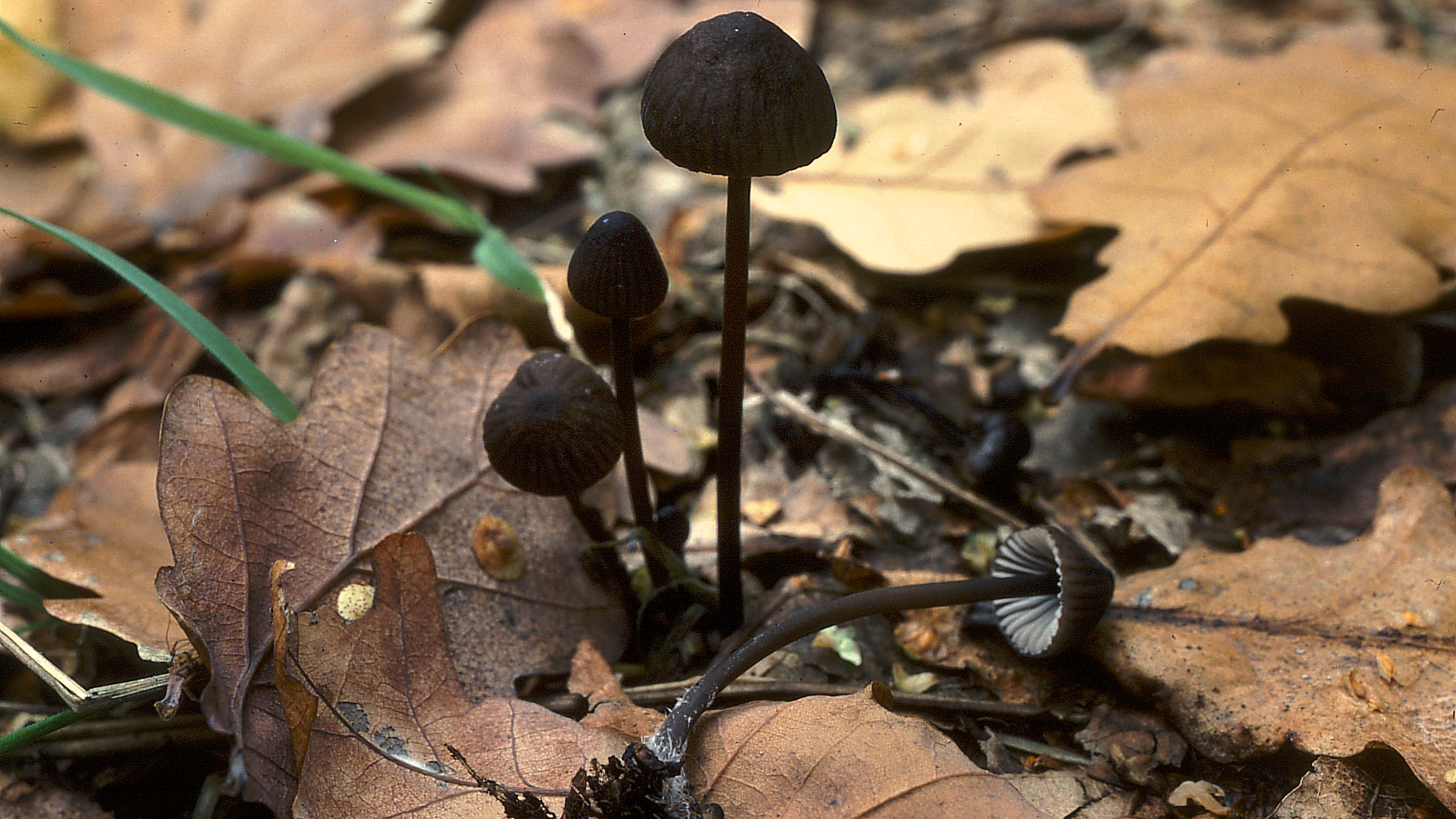 Mycena galopus var nigra