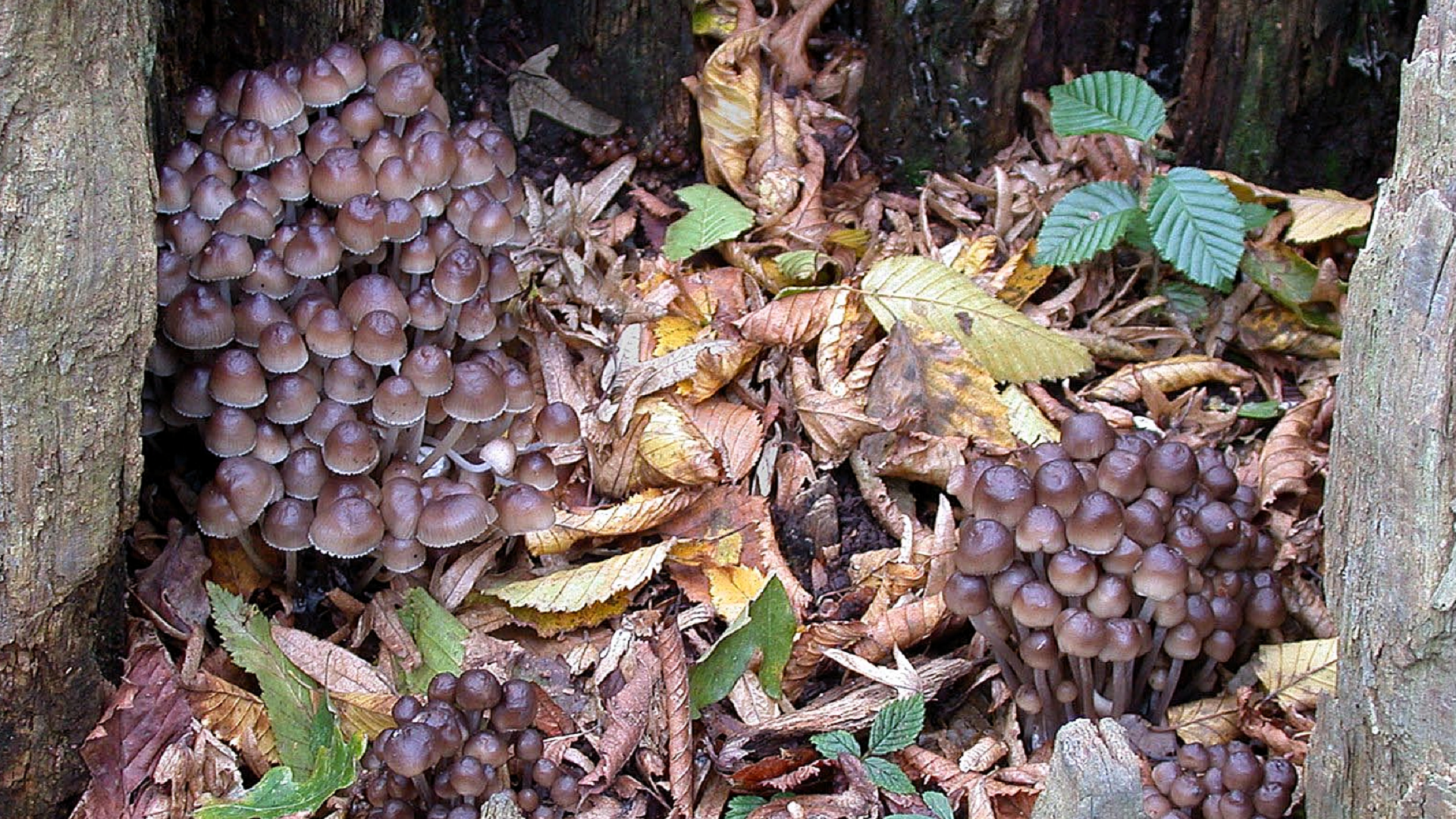 Mycena inclinata