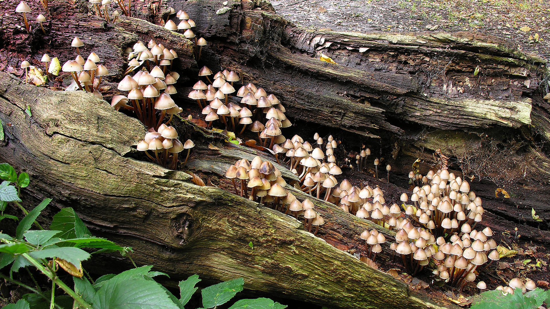 Mycena inclinata