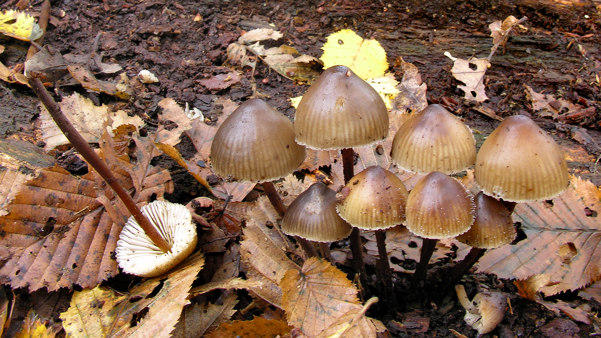 Mycena inclinata