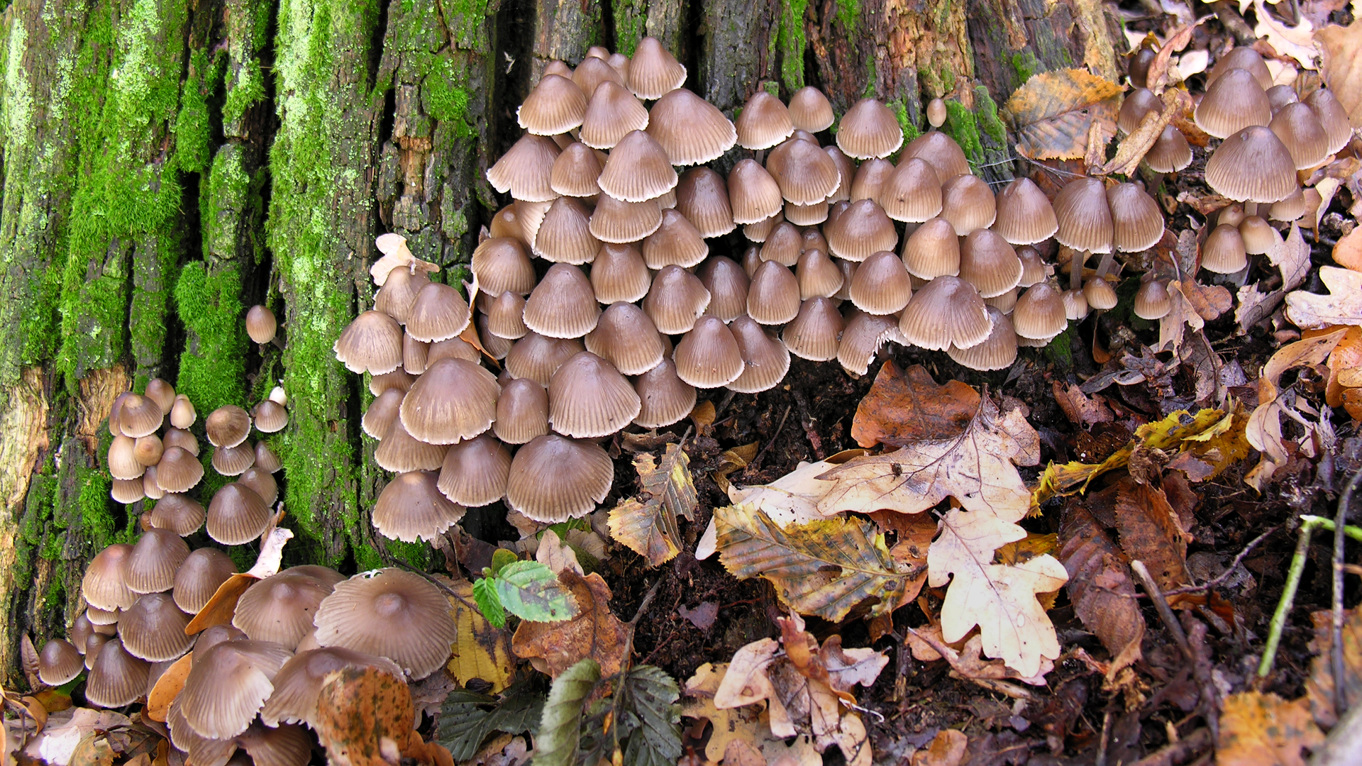 Mycena inclinata