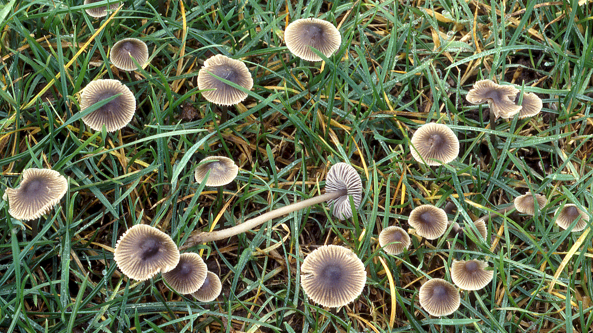 Mycena leptocephala