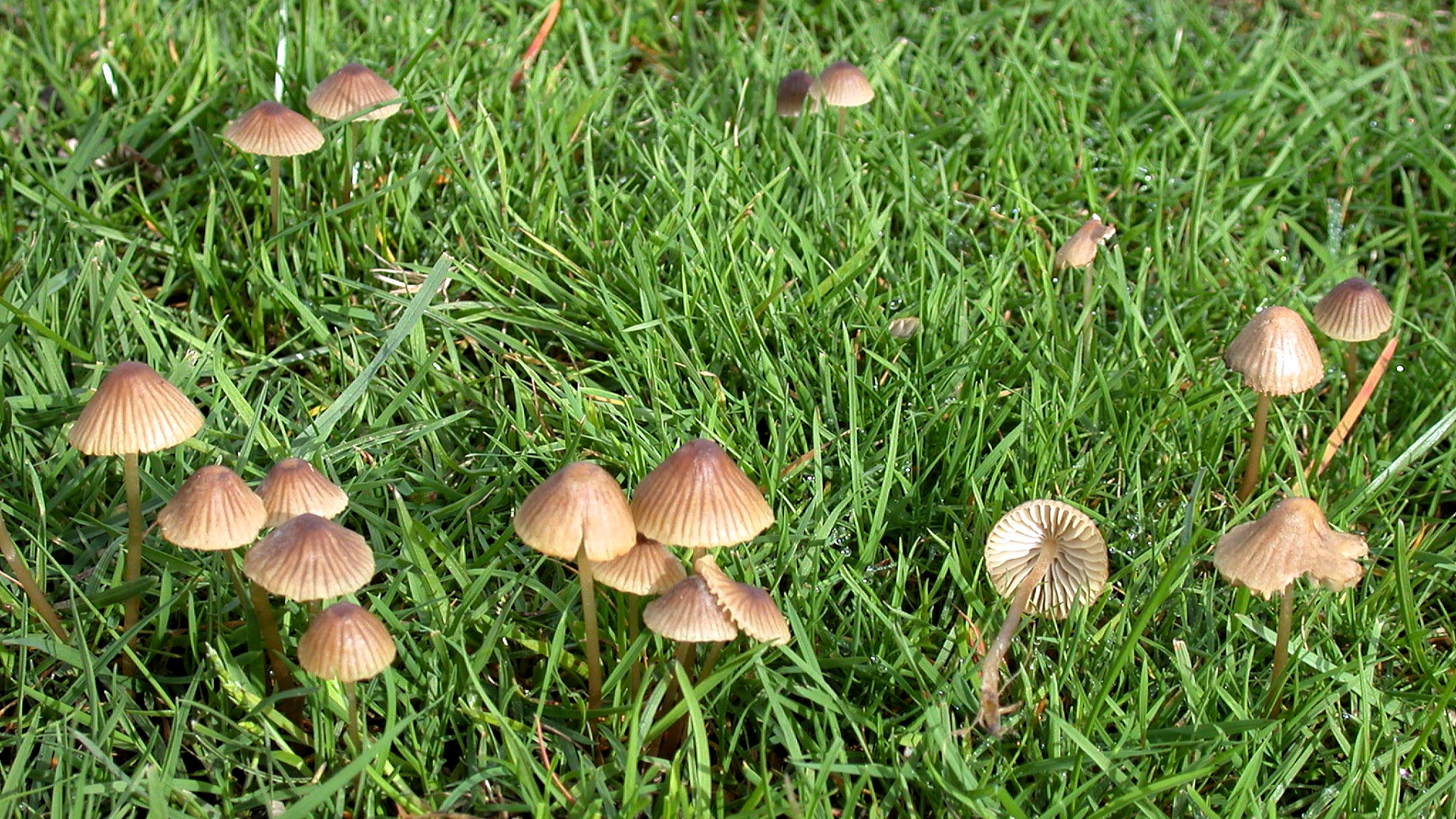 Mycena olivaceomarginata