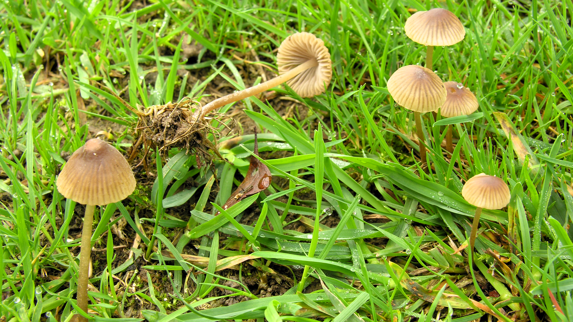 Mycena olivaceomarginata