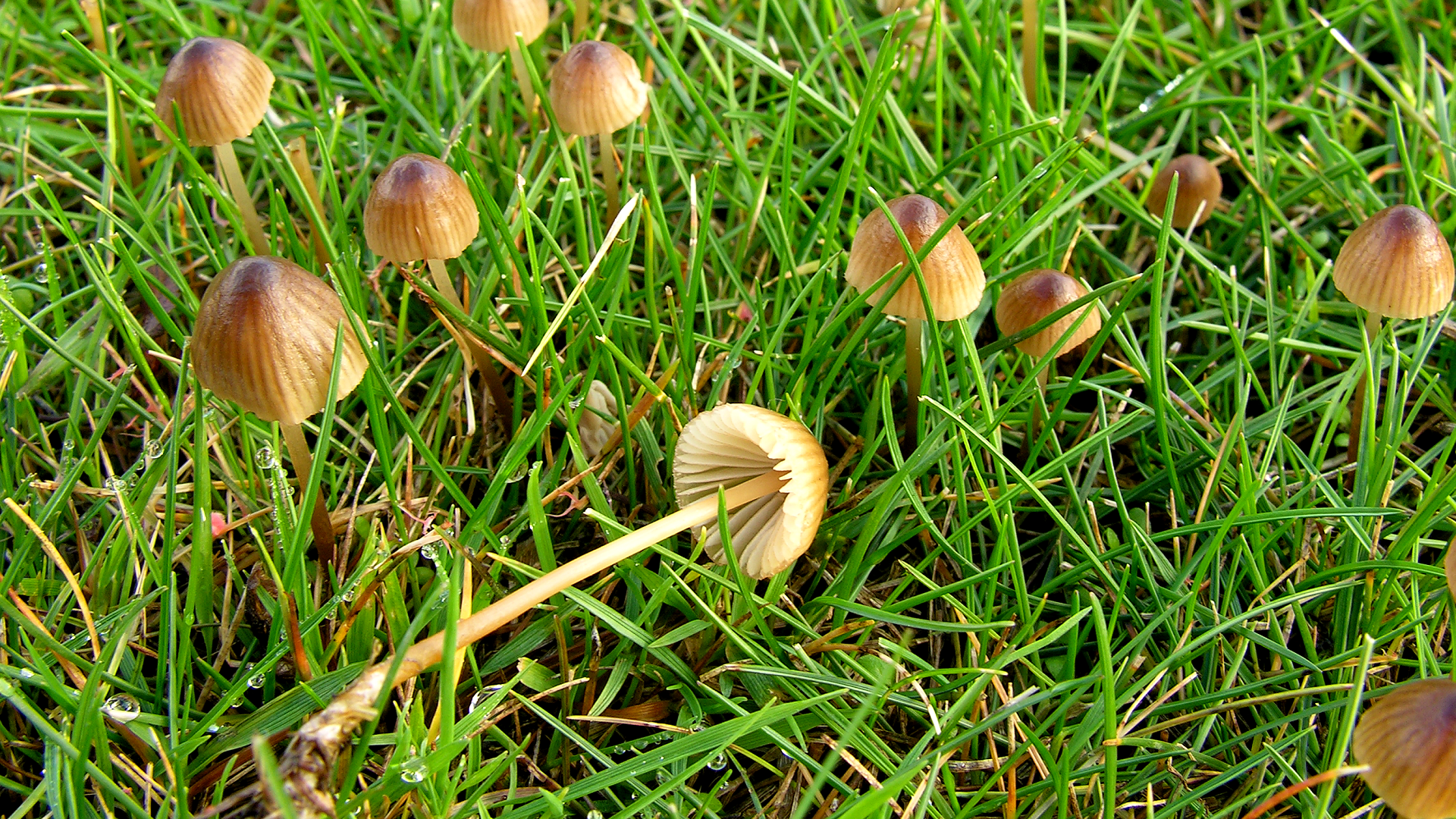 Mycena olivaceomarginata