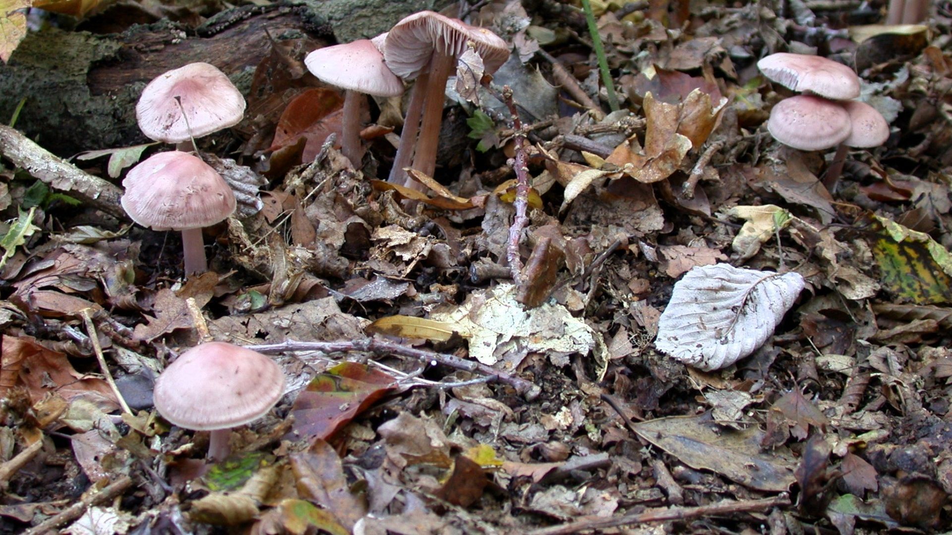 Mycena pura