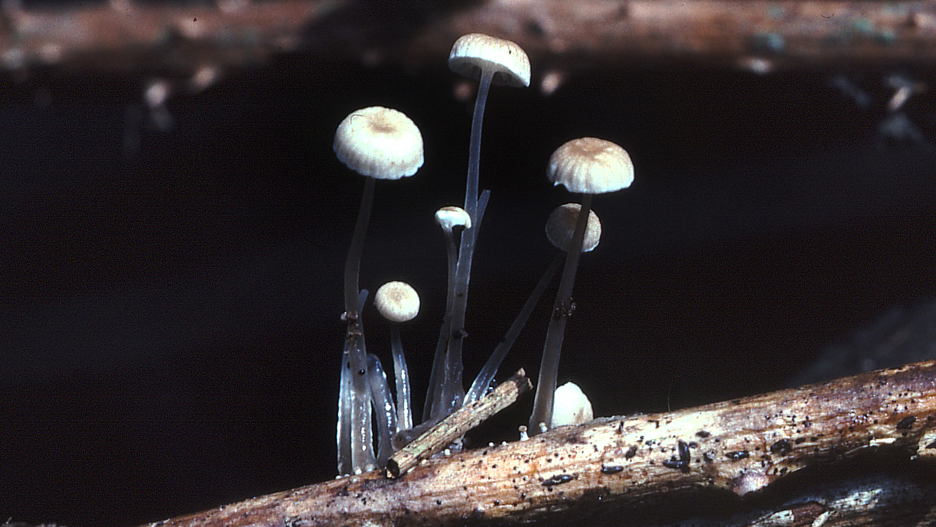 Mycena rorida