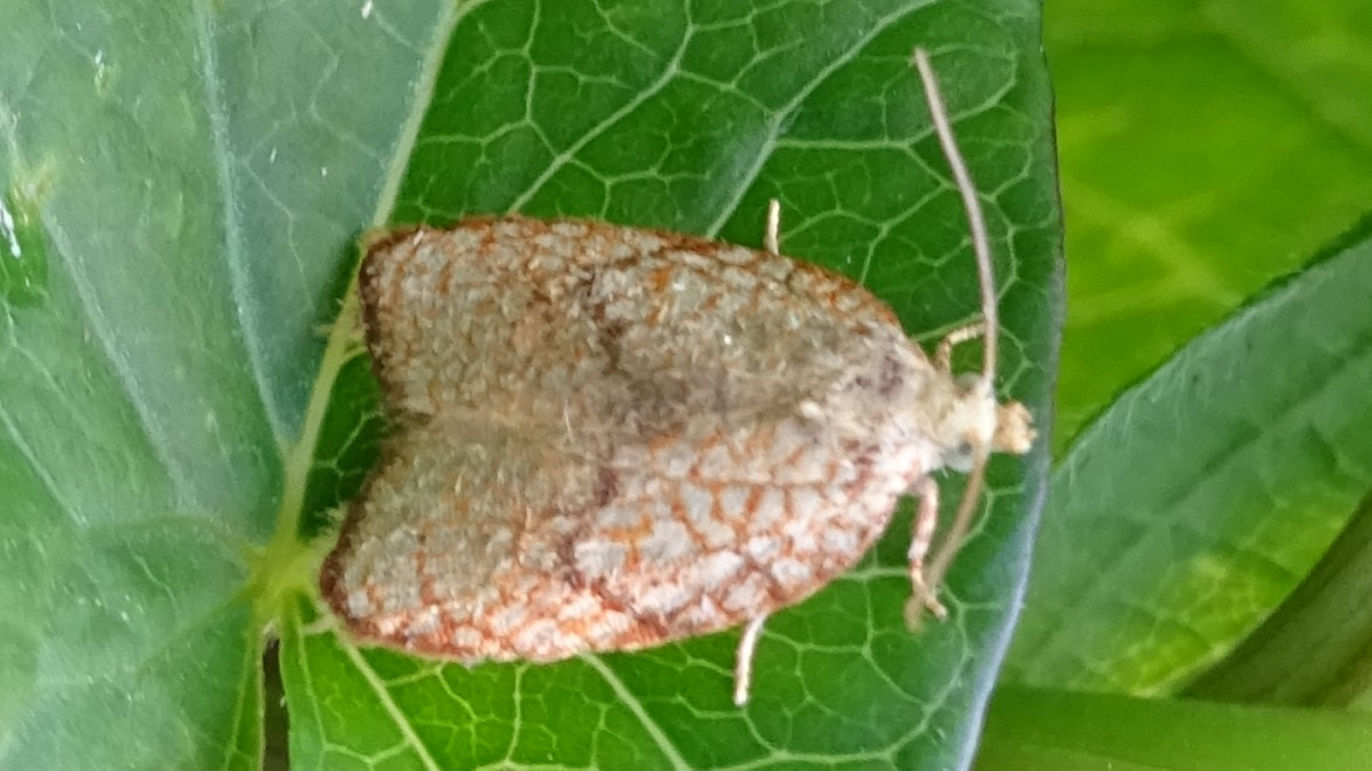 Netted Tortrix