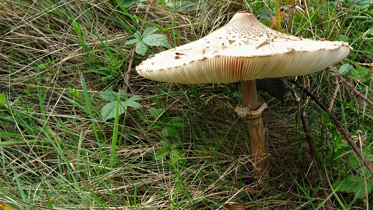 Macrolepiota	procera