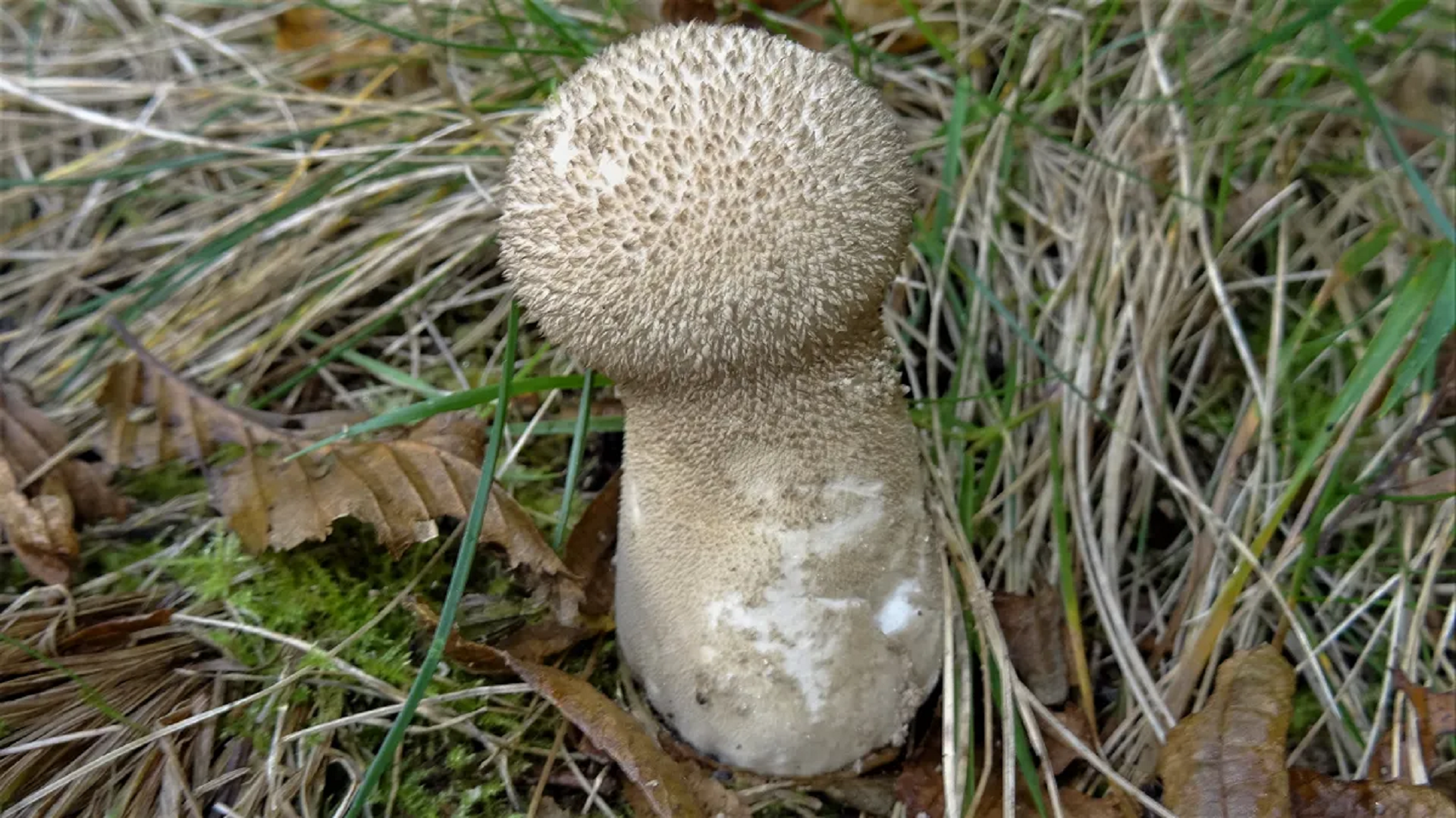 Stump Puffball 