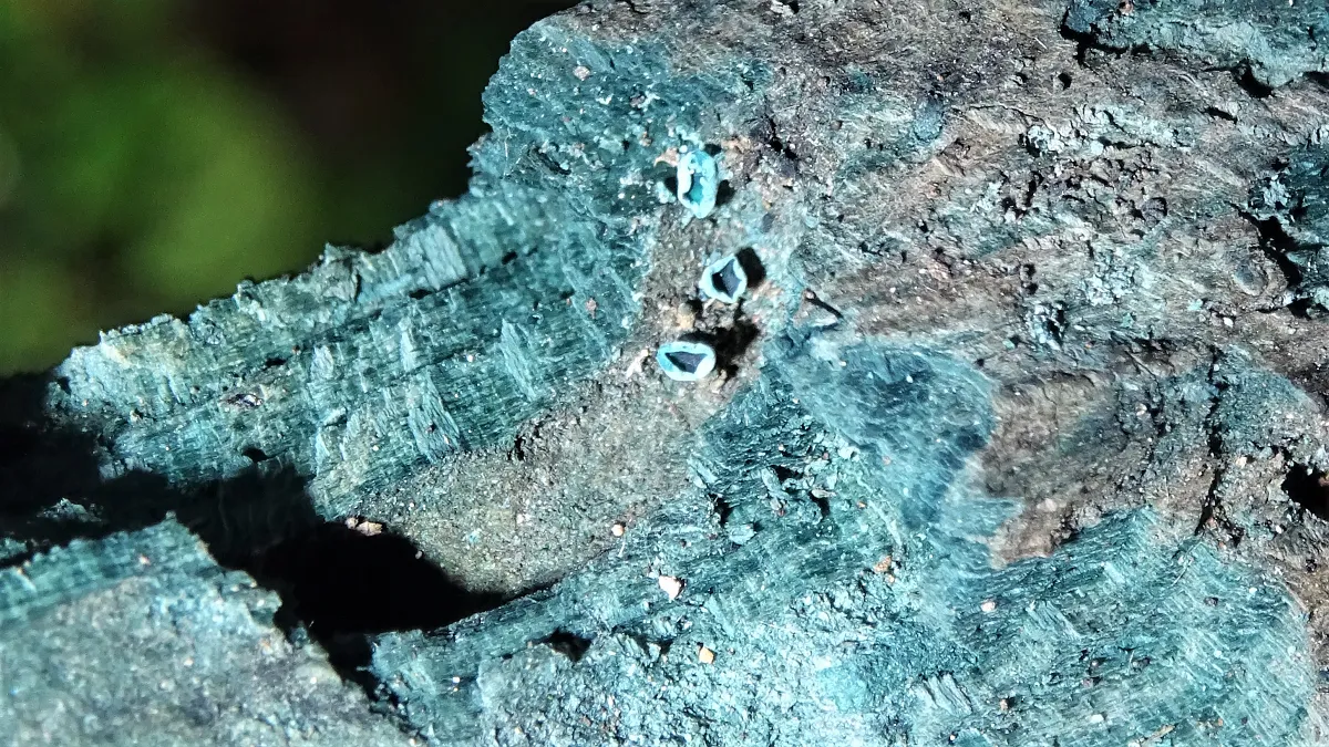 Chlorociboria aeruginascens