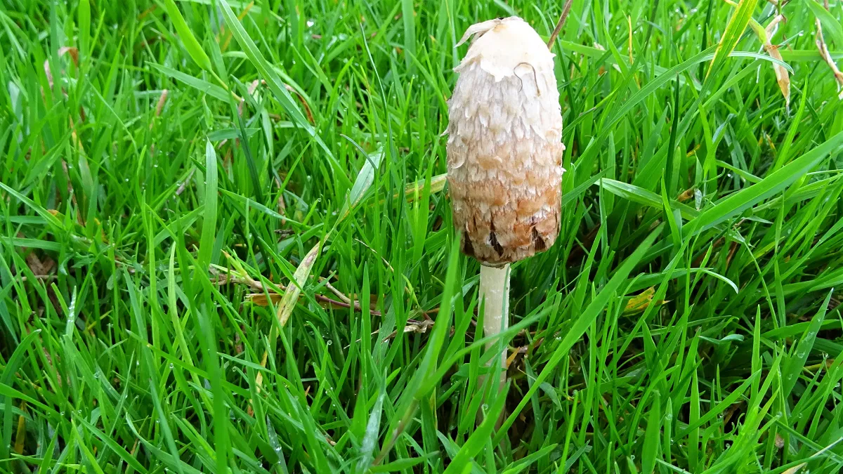 Coprinus comatus