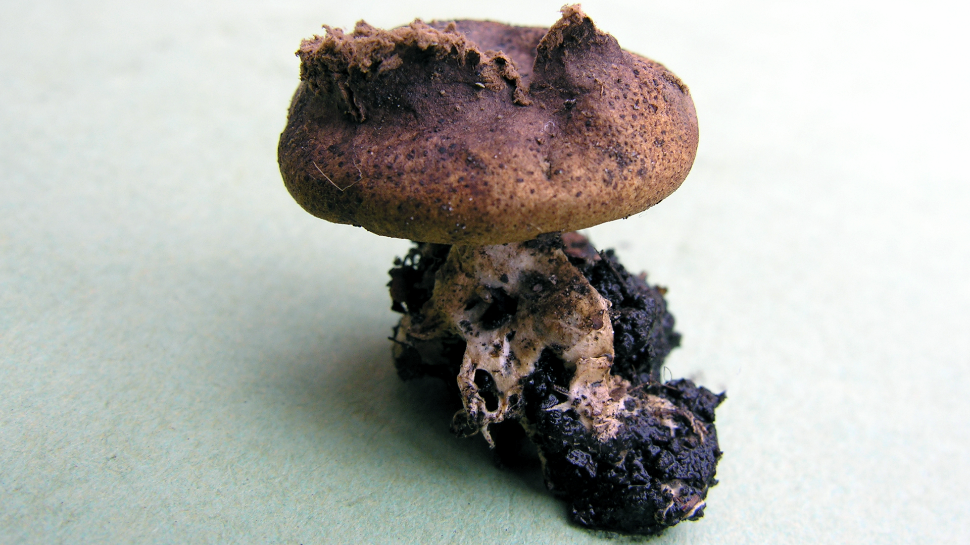 Scleroderma areolatum