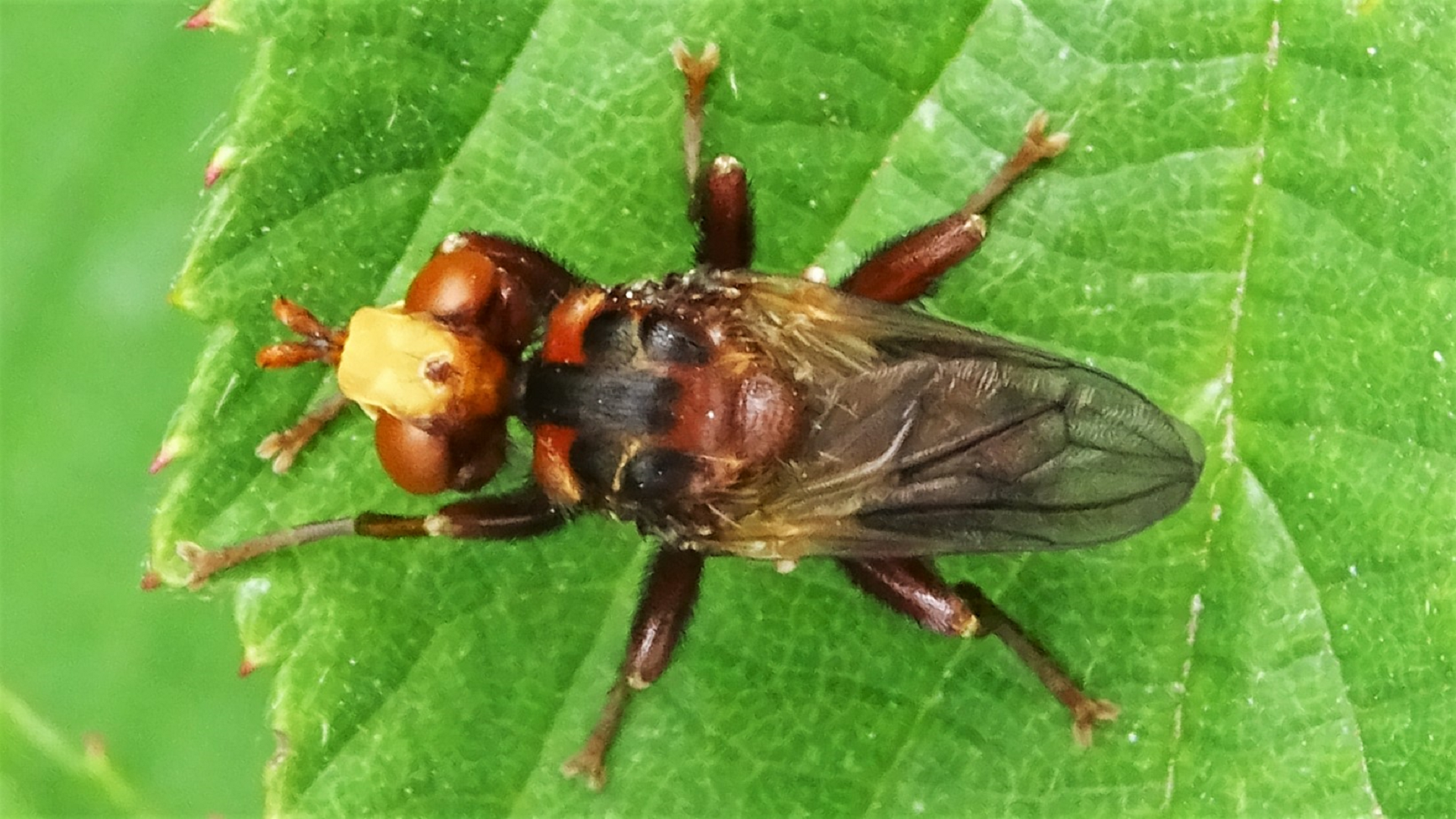 Sicus ferrugineus 