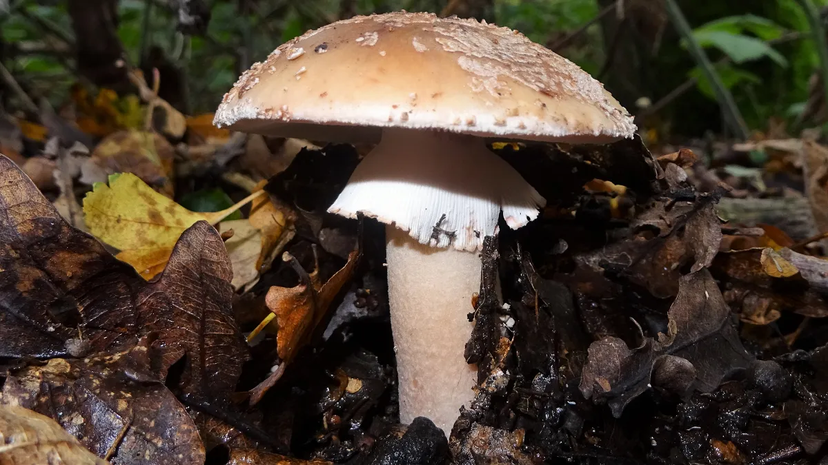 The Blusher
Amanita rubescens