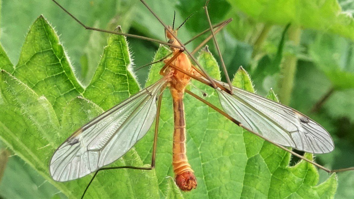 Tipula maxima