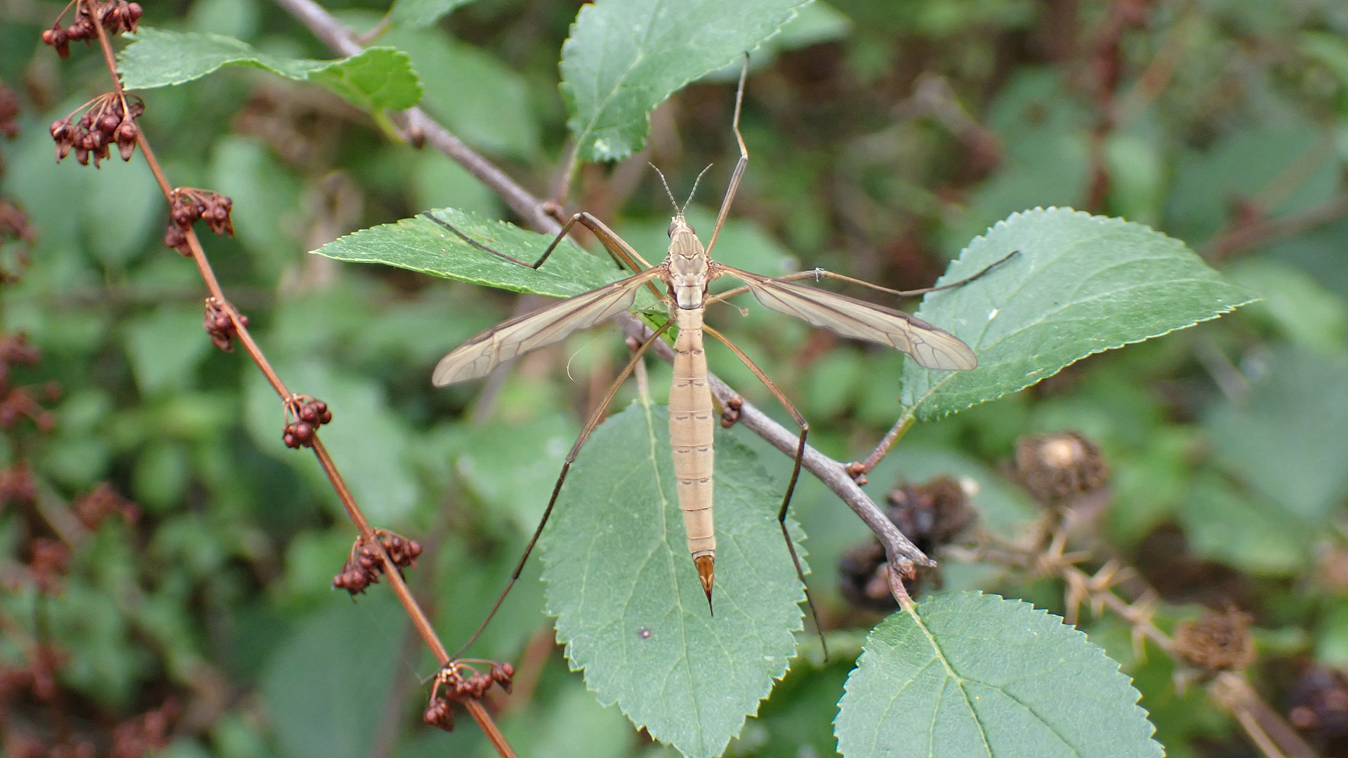 Tipula maxima