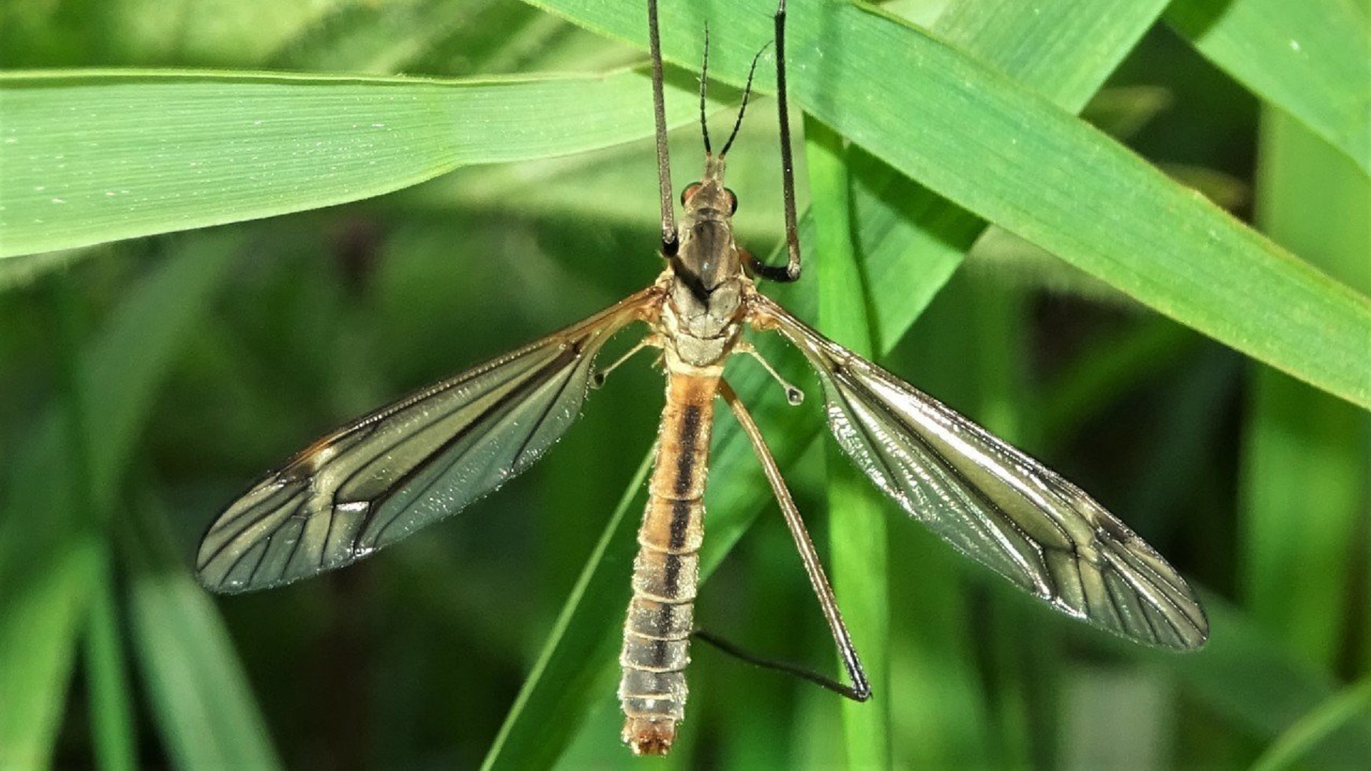 Tipula maxima