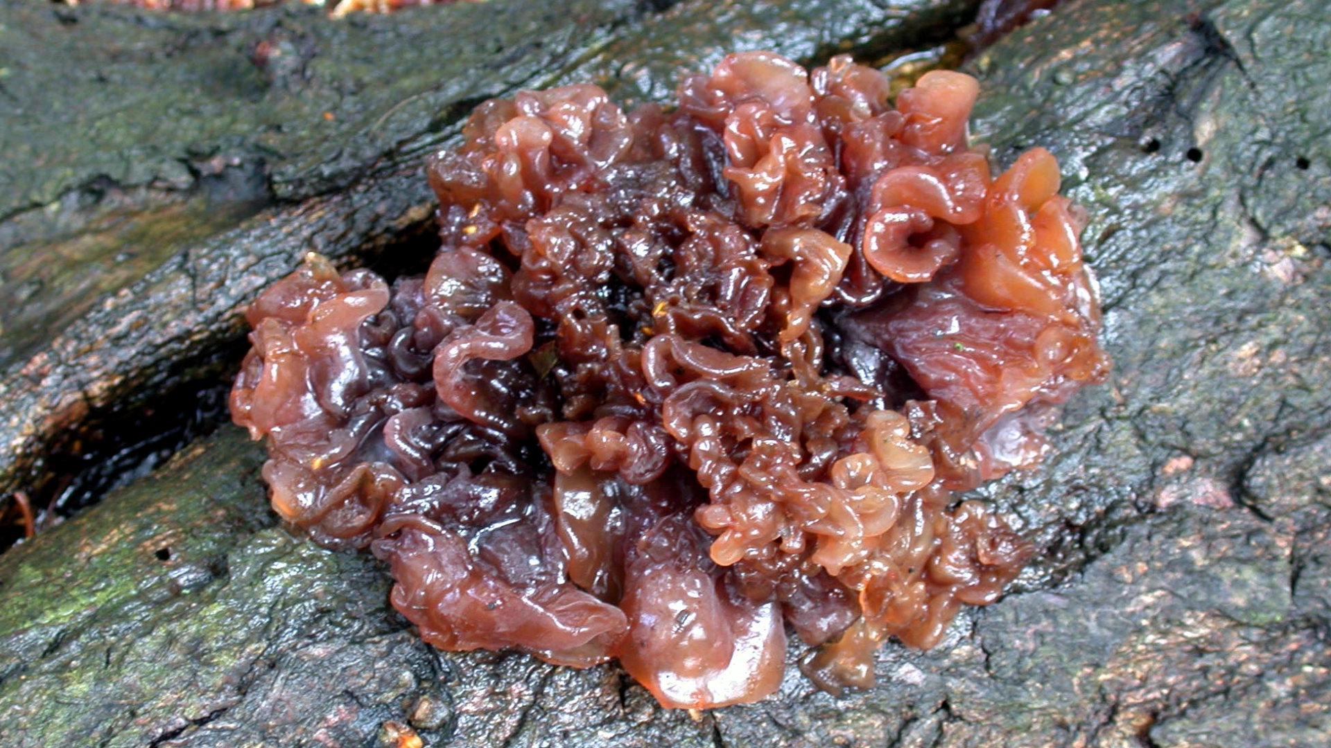 Tremella foliacea