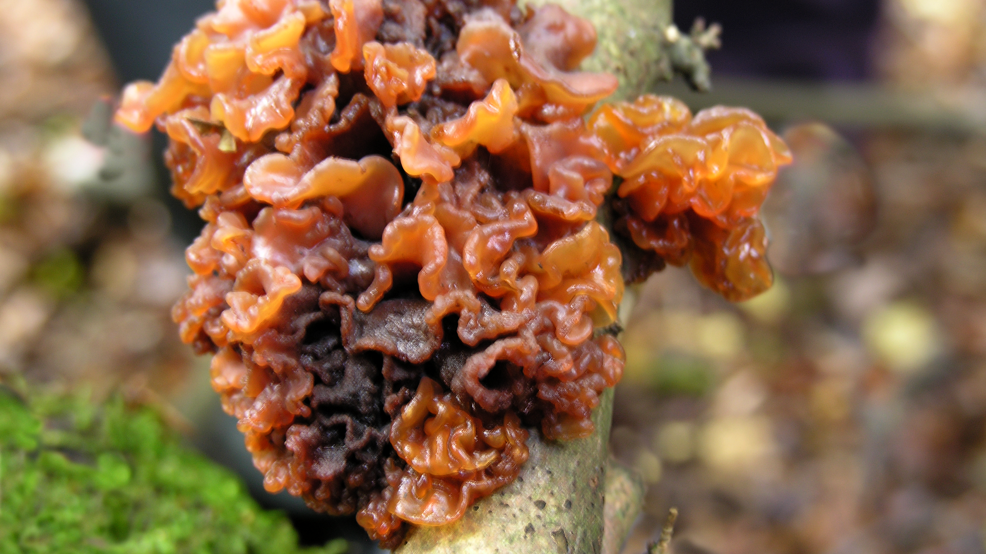 Tremella foliacea