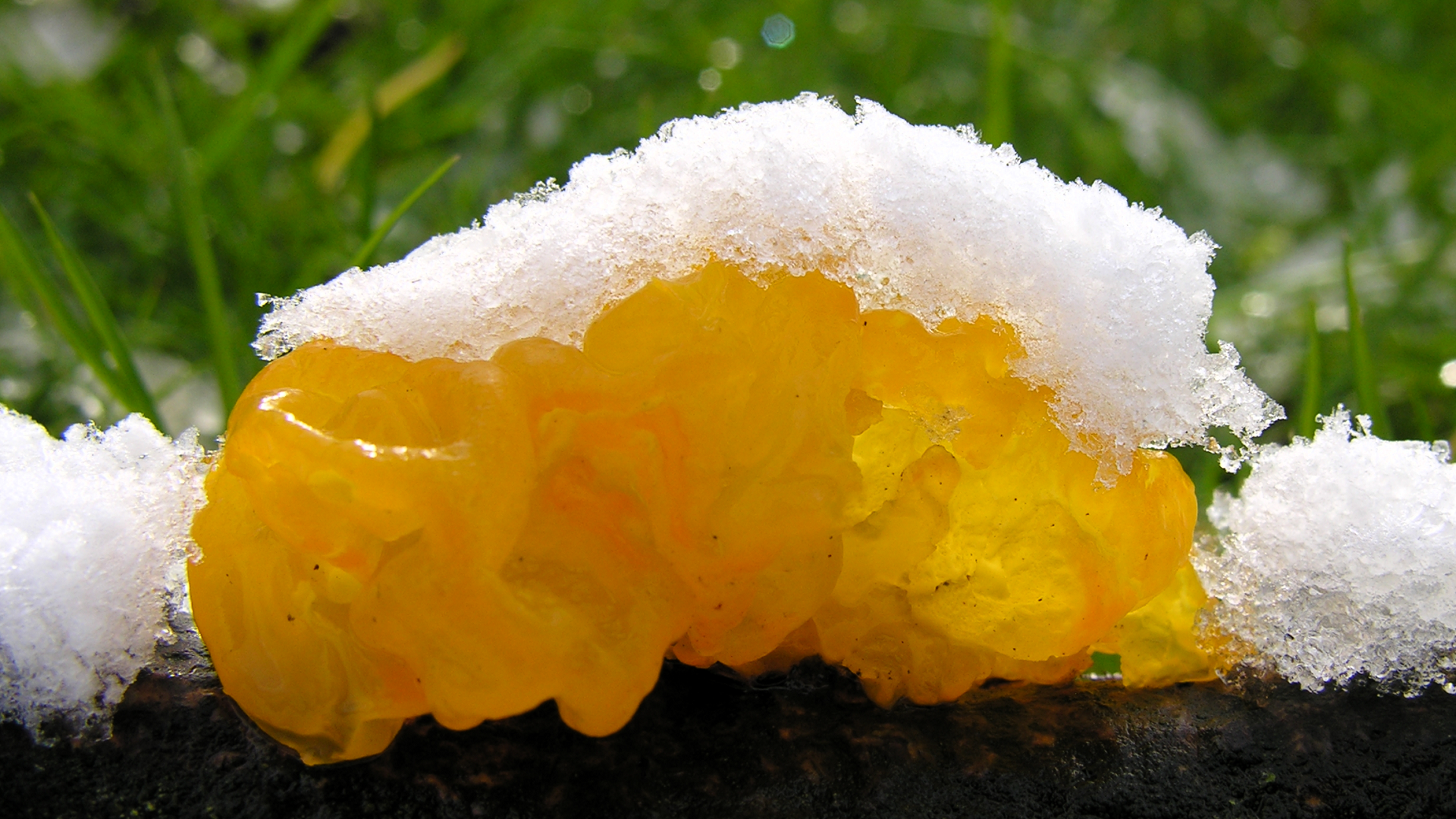 Tremella mesenterica