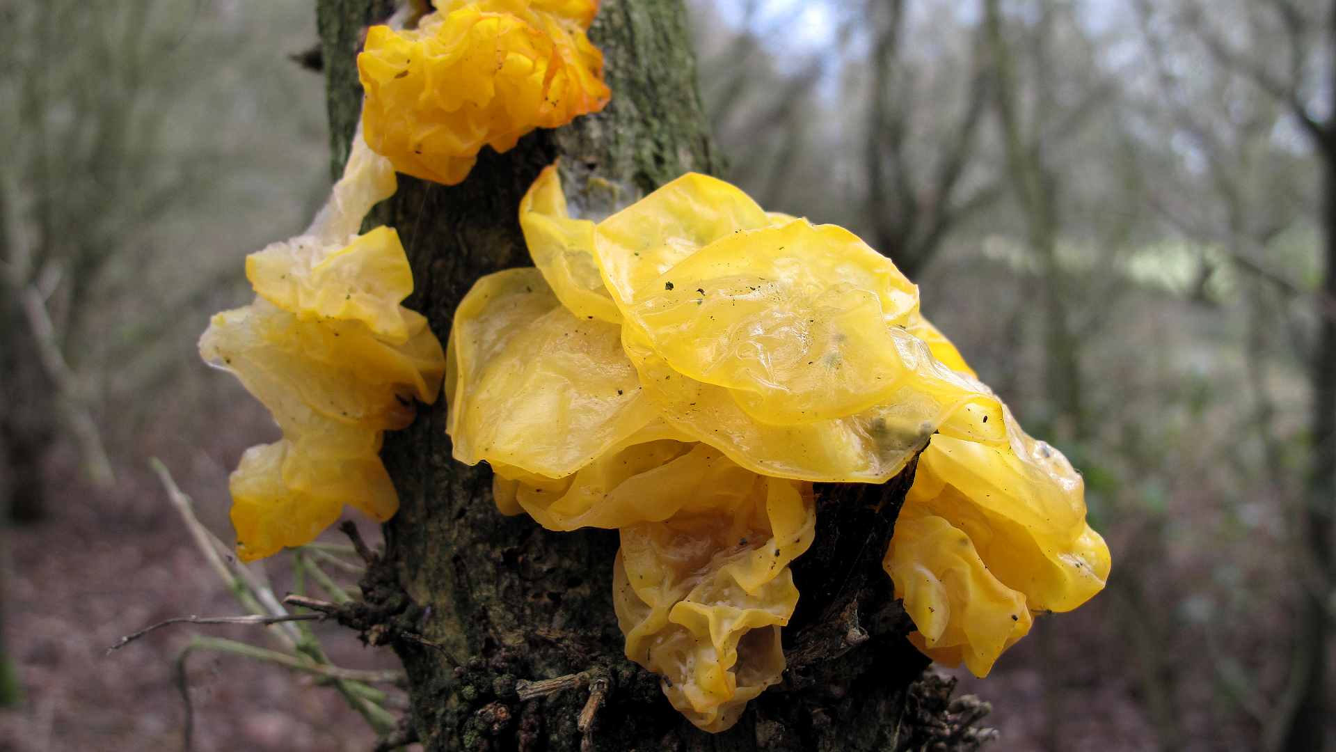 Tremella mesenterica