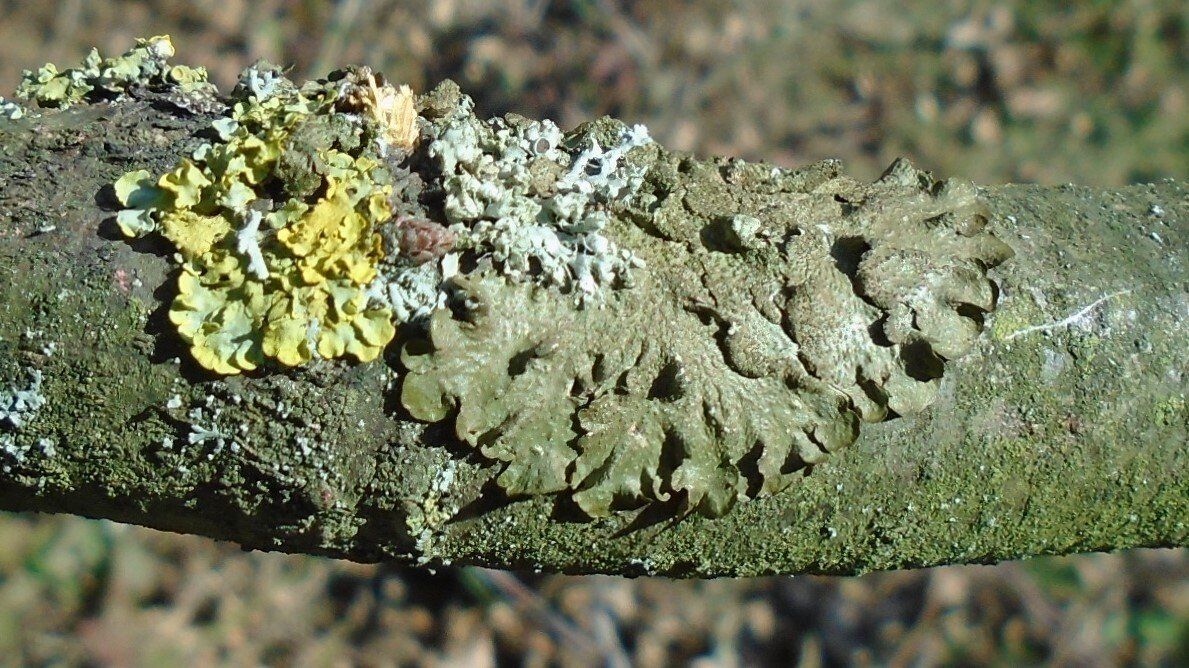 Foliose Lichen
Parmelia subaurifera