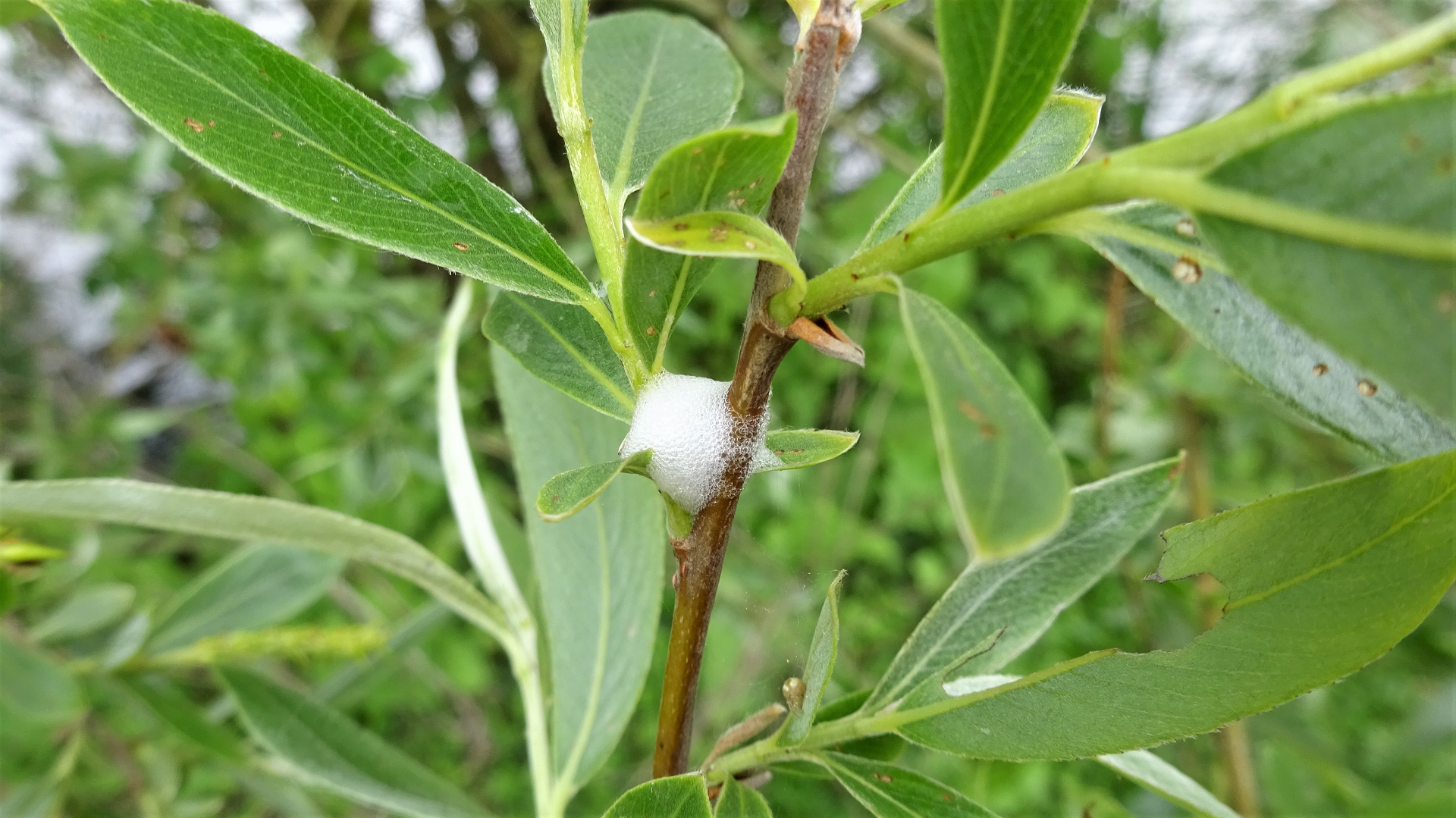 Cuckoospit
Philaenus spumarius