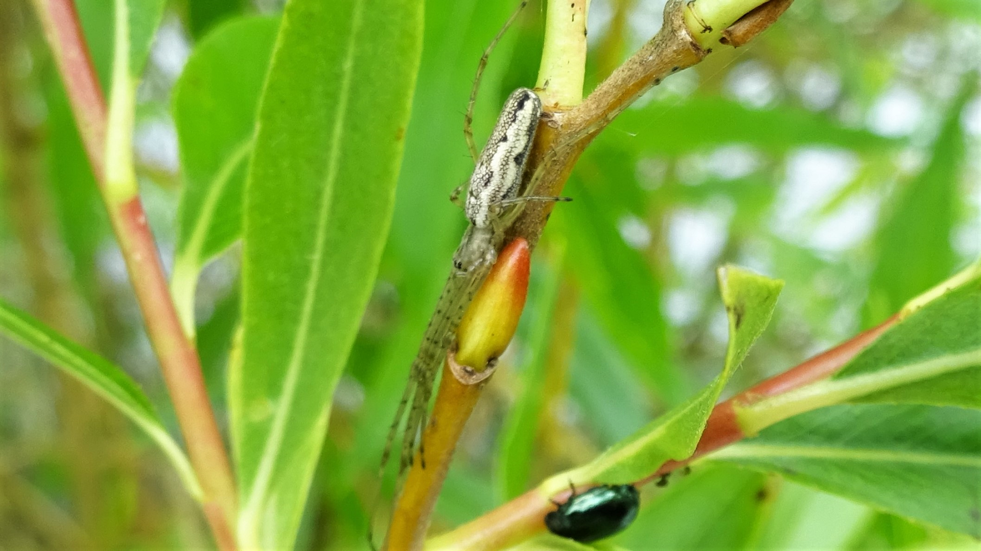 Stretch Spider 