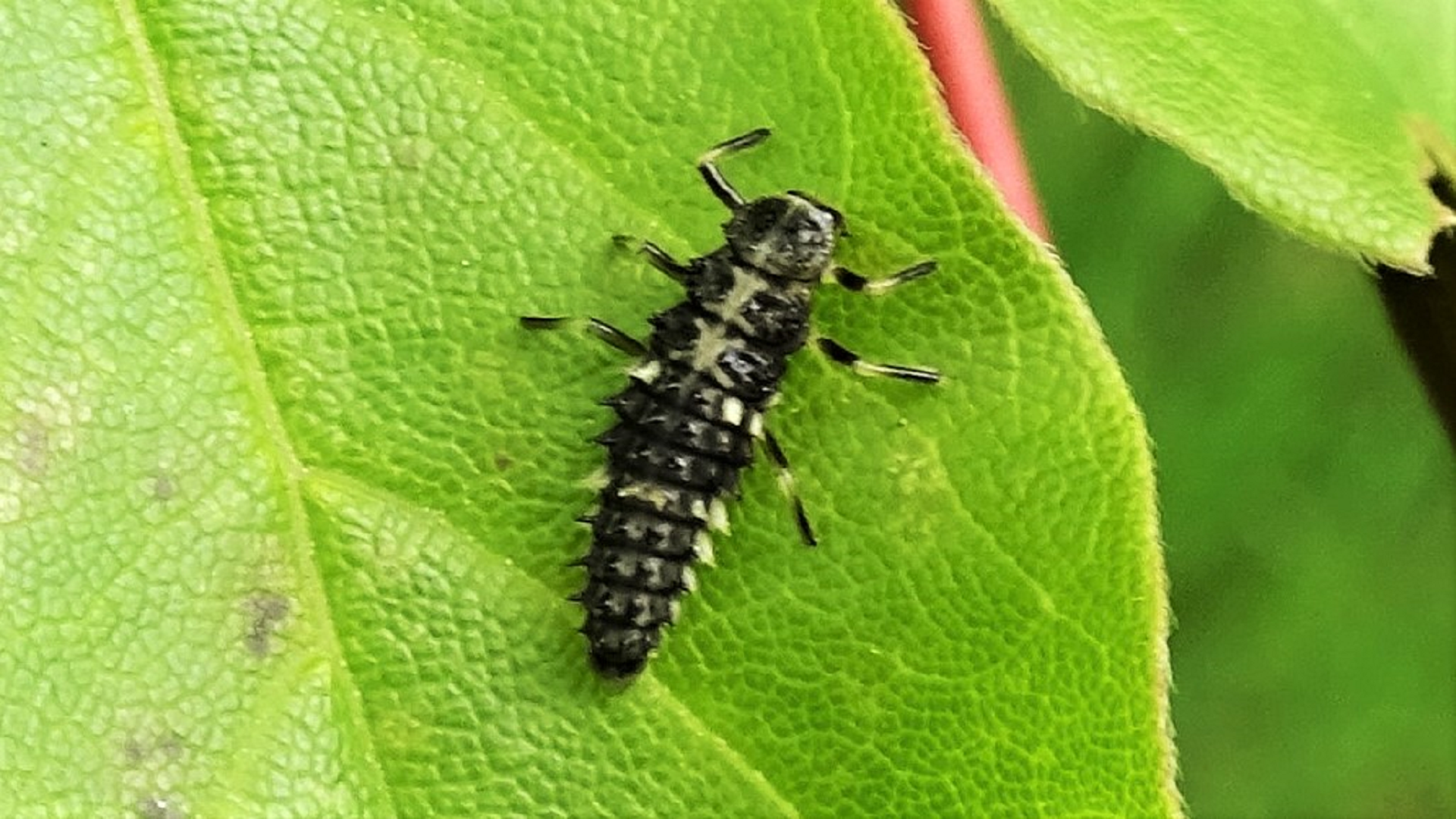 Ladybird larva