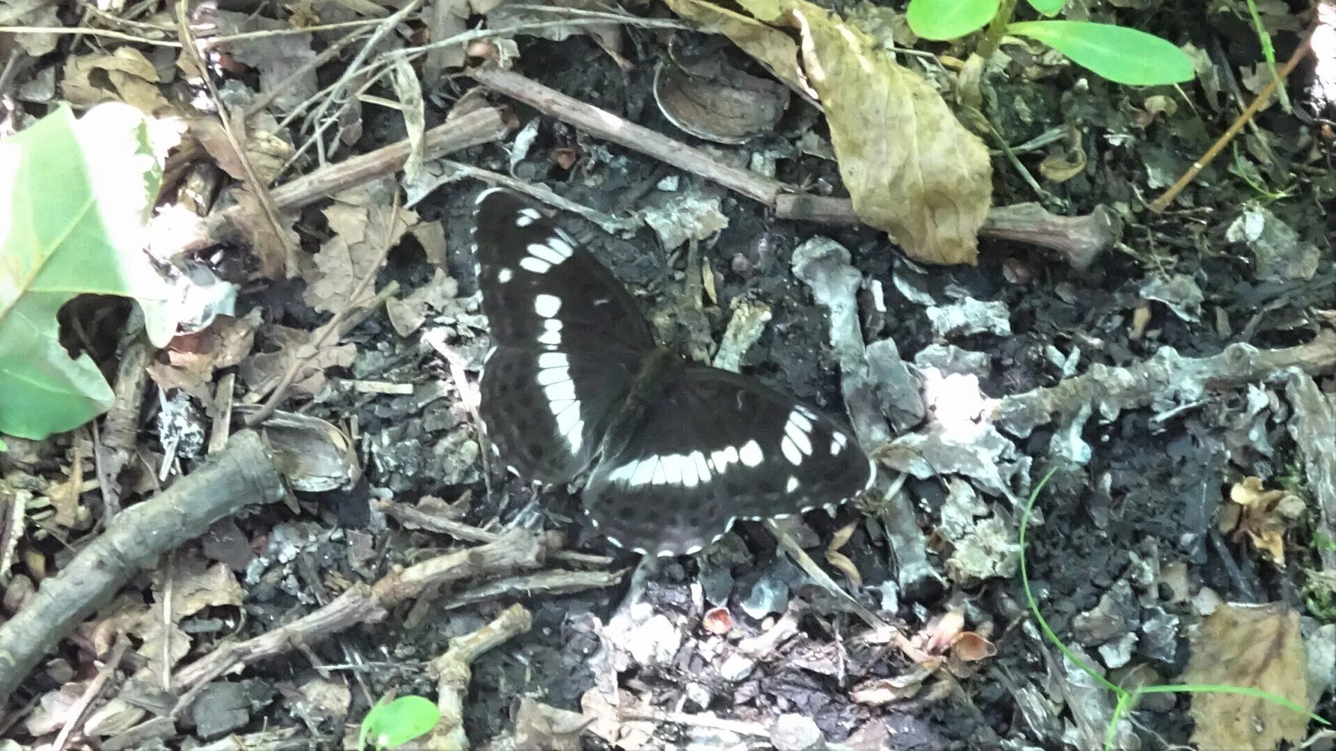 White Admiral Limenitis camilla