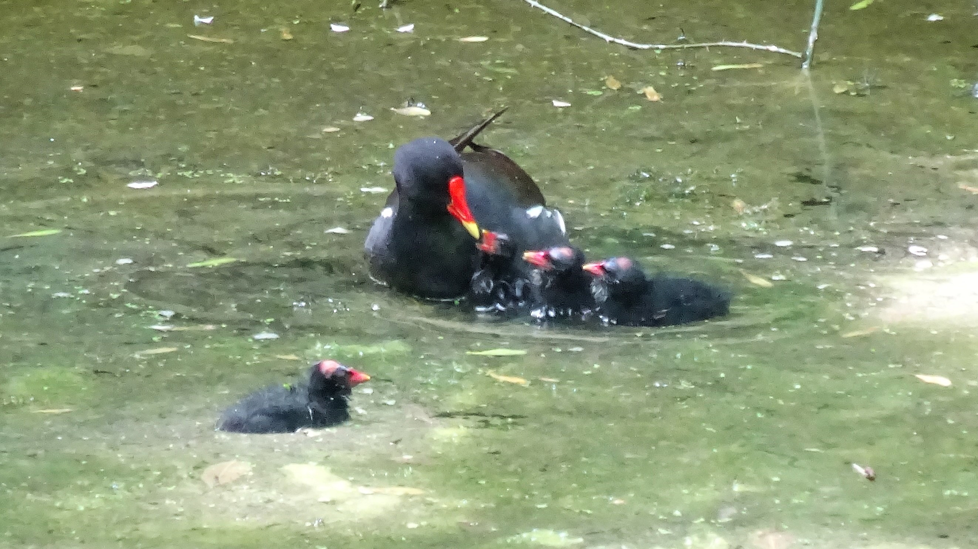 Moorhen