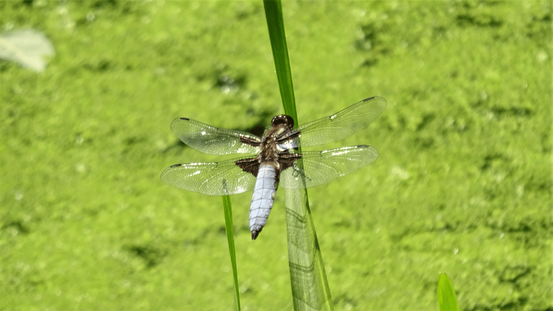 Broad-bodied Chaser