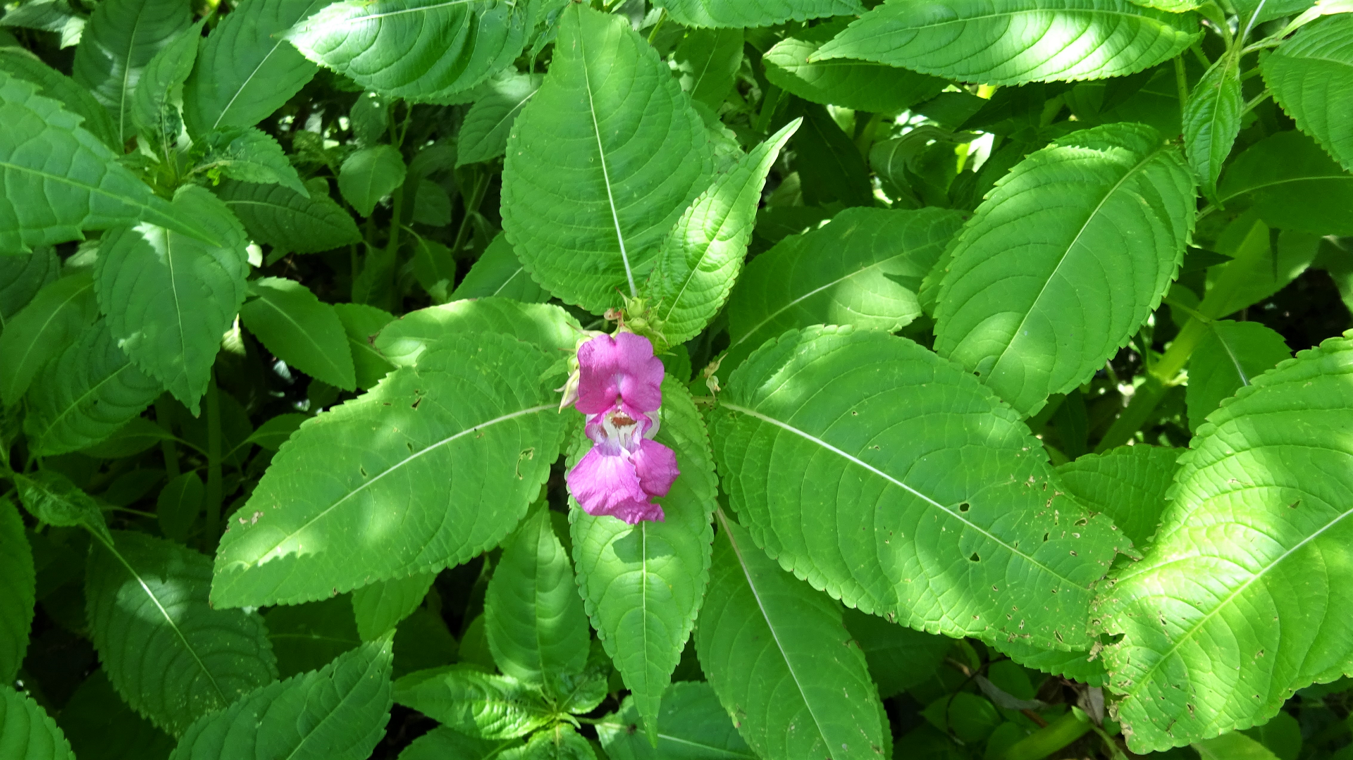 Himalayan Balsam 